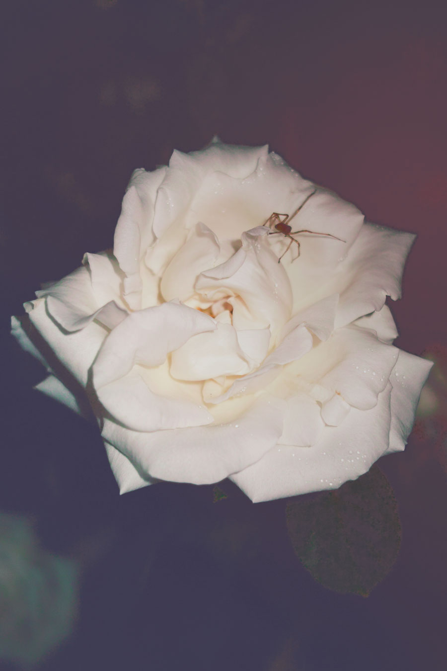 AW 003