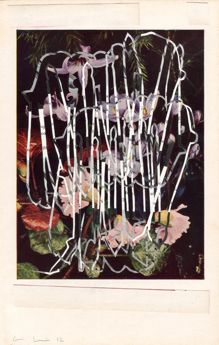 Erythronium_Hendersoni.jpg