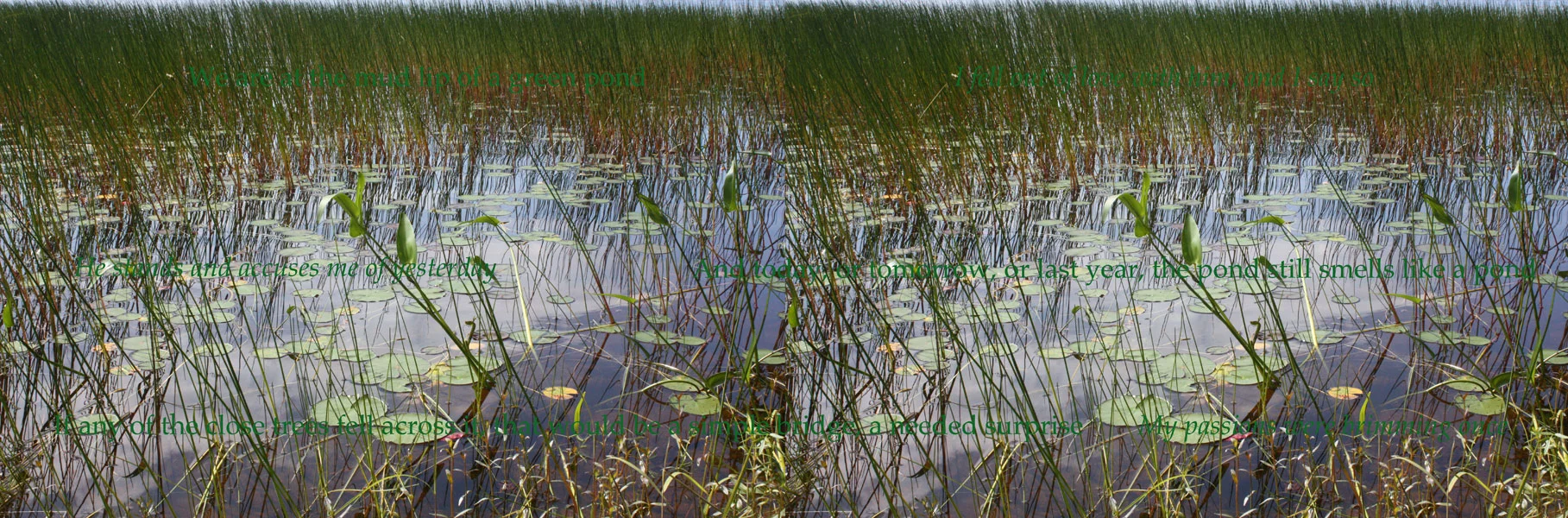  ​ Pond  