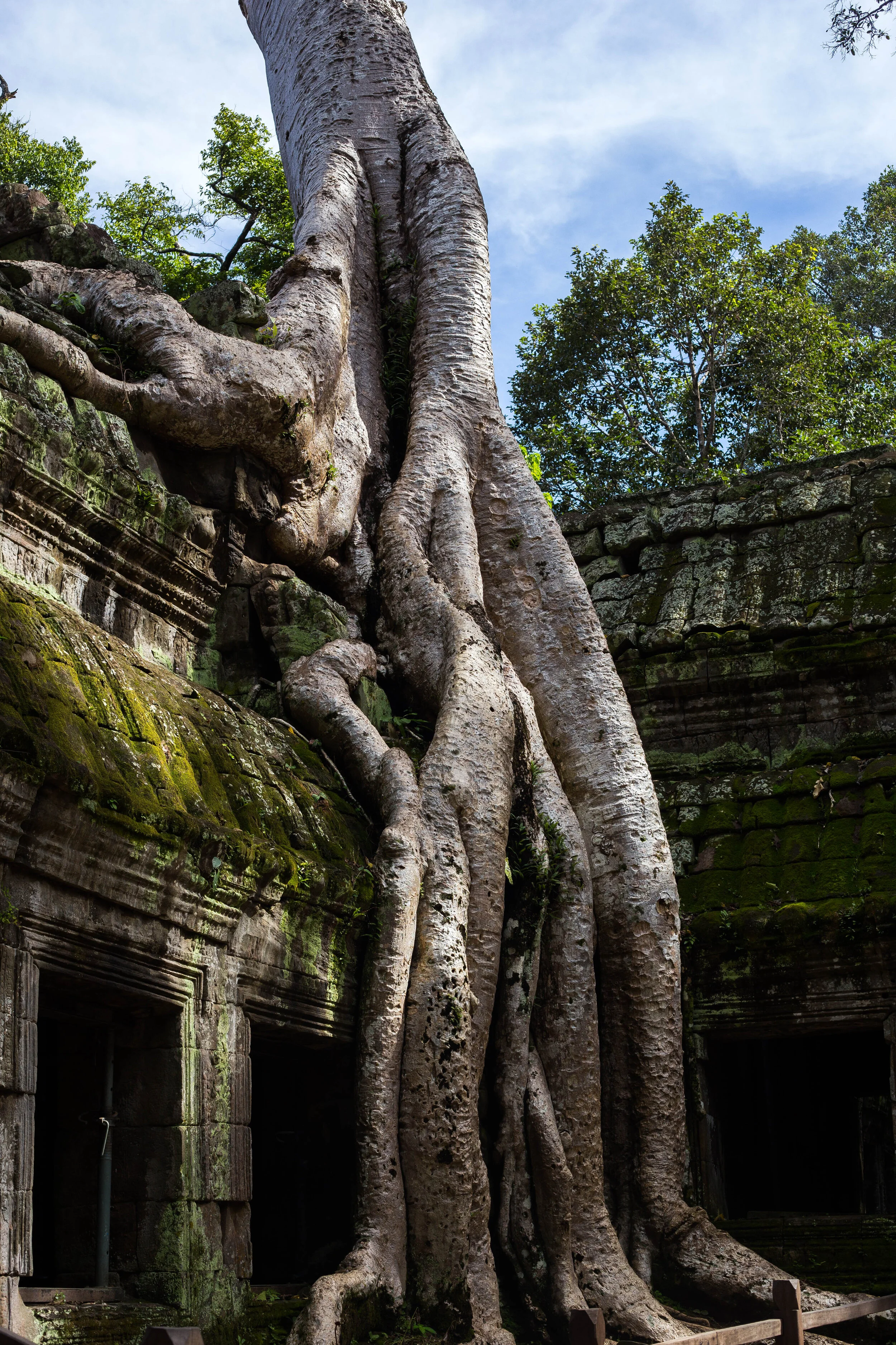 Angkor Wat Tree.jpg