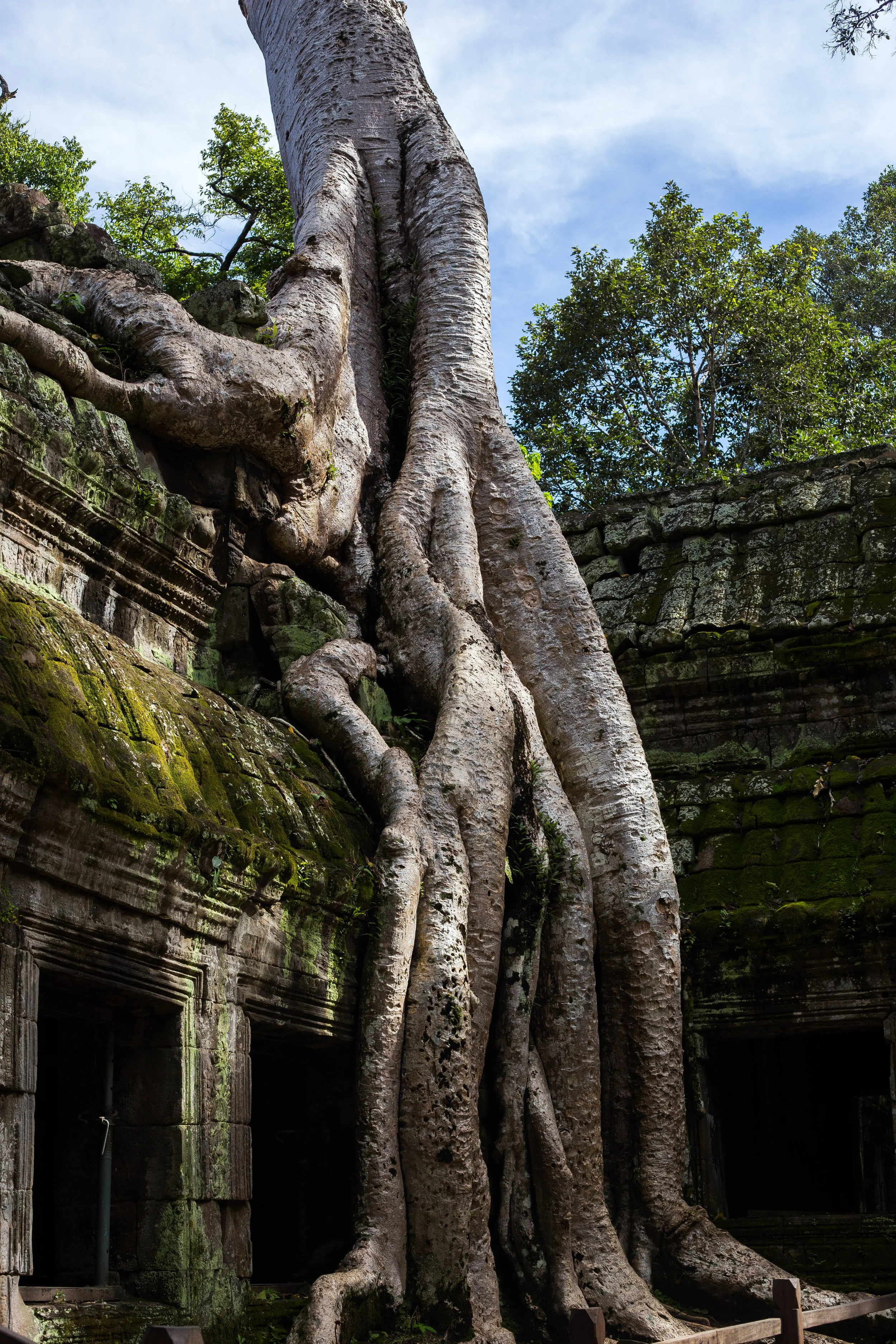 Angkor Wat Tree