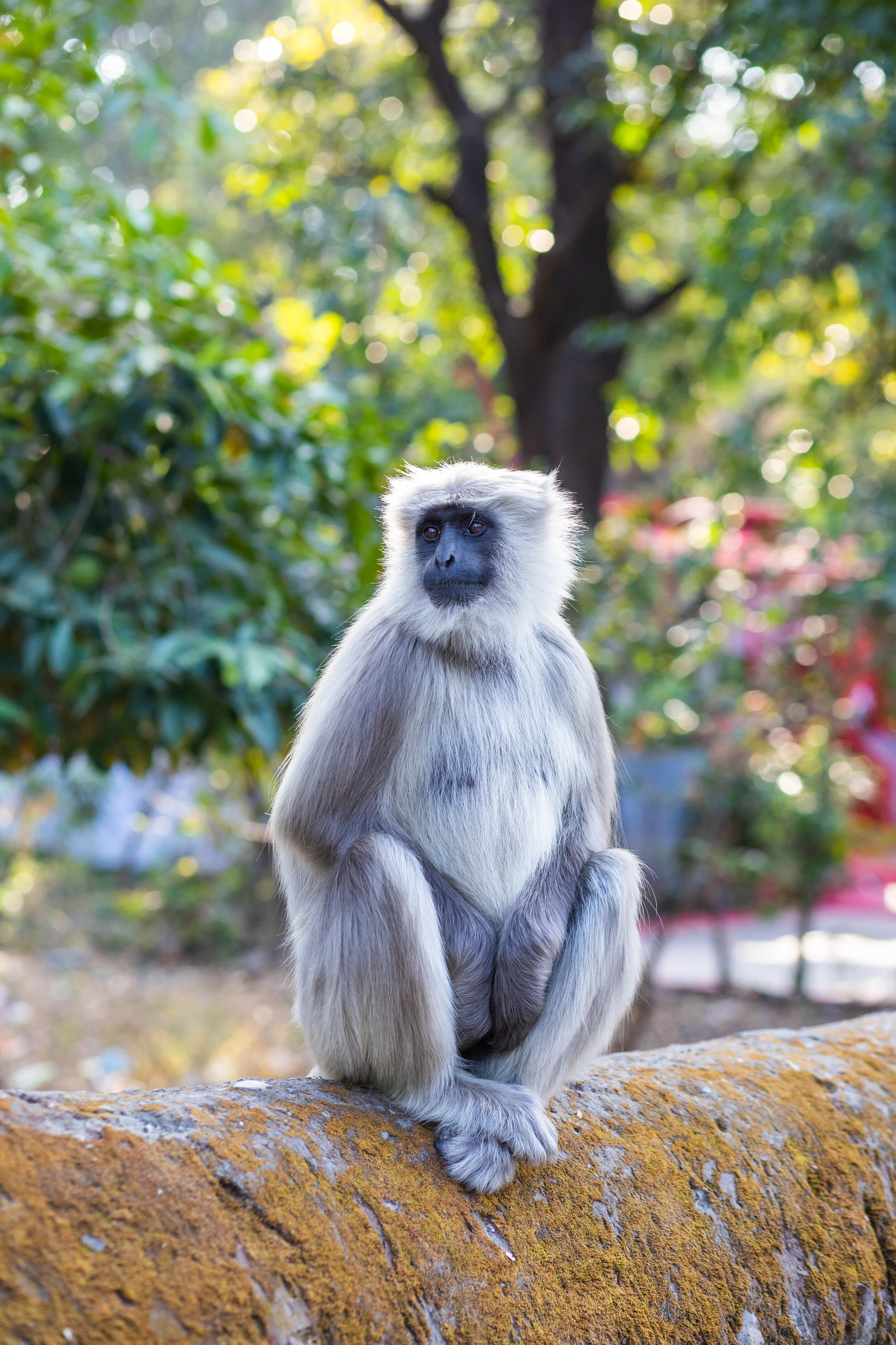 Pensive Monkey