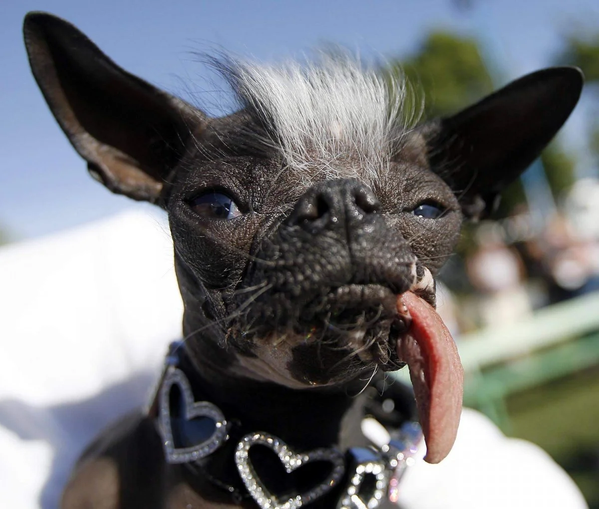 It doesn't matter how much bling or how nice the hair and makeup ... if it sniffs, scratches and barks, it's still a dog