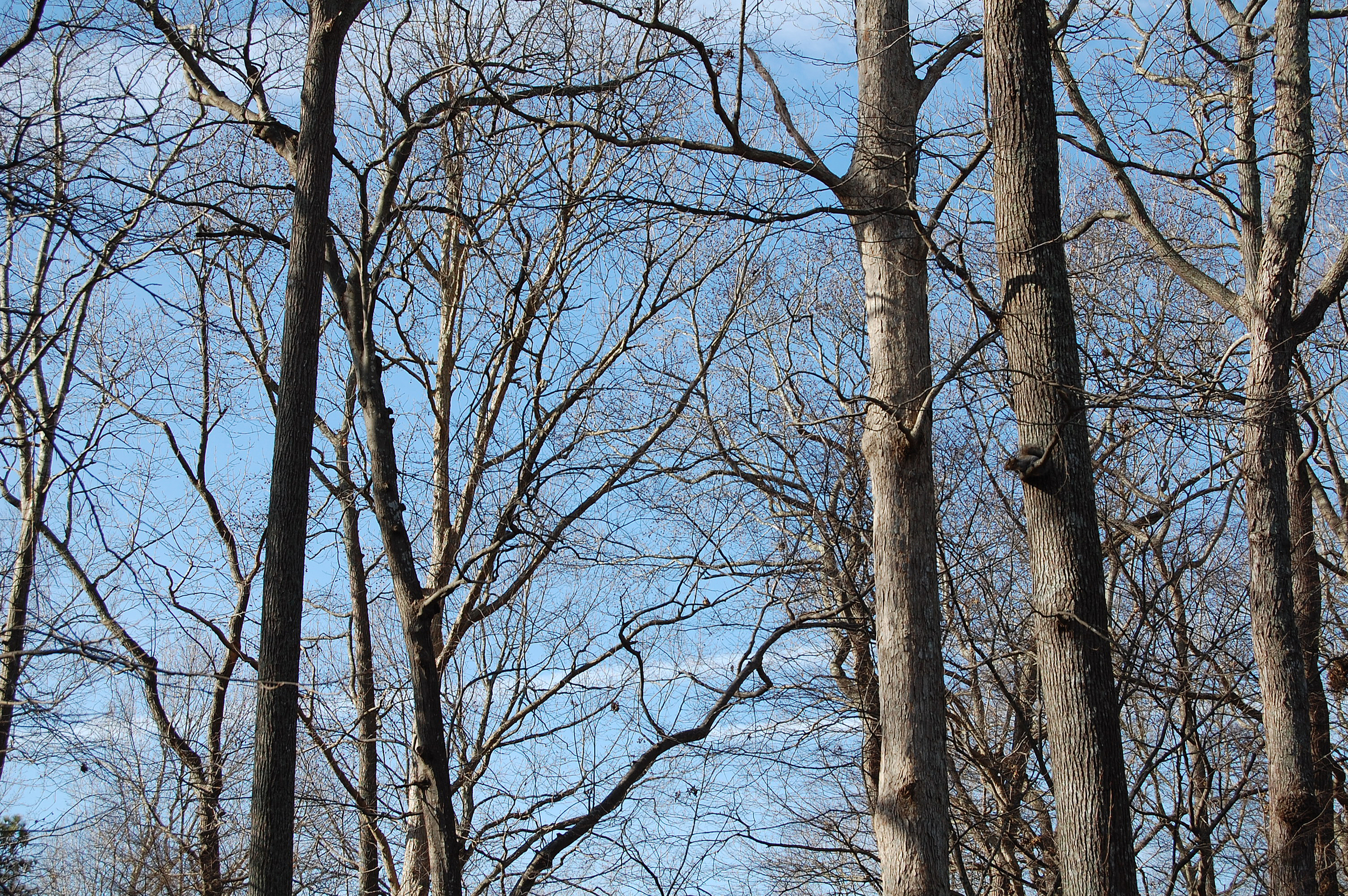 Enjoying some backyard wildlife watching in our Pines backyard on this bright, beautiful afternoon. Our Eastern grey squirrels' adaptive coloration makes a game of spotting them fun as they chill in the sun :) 