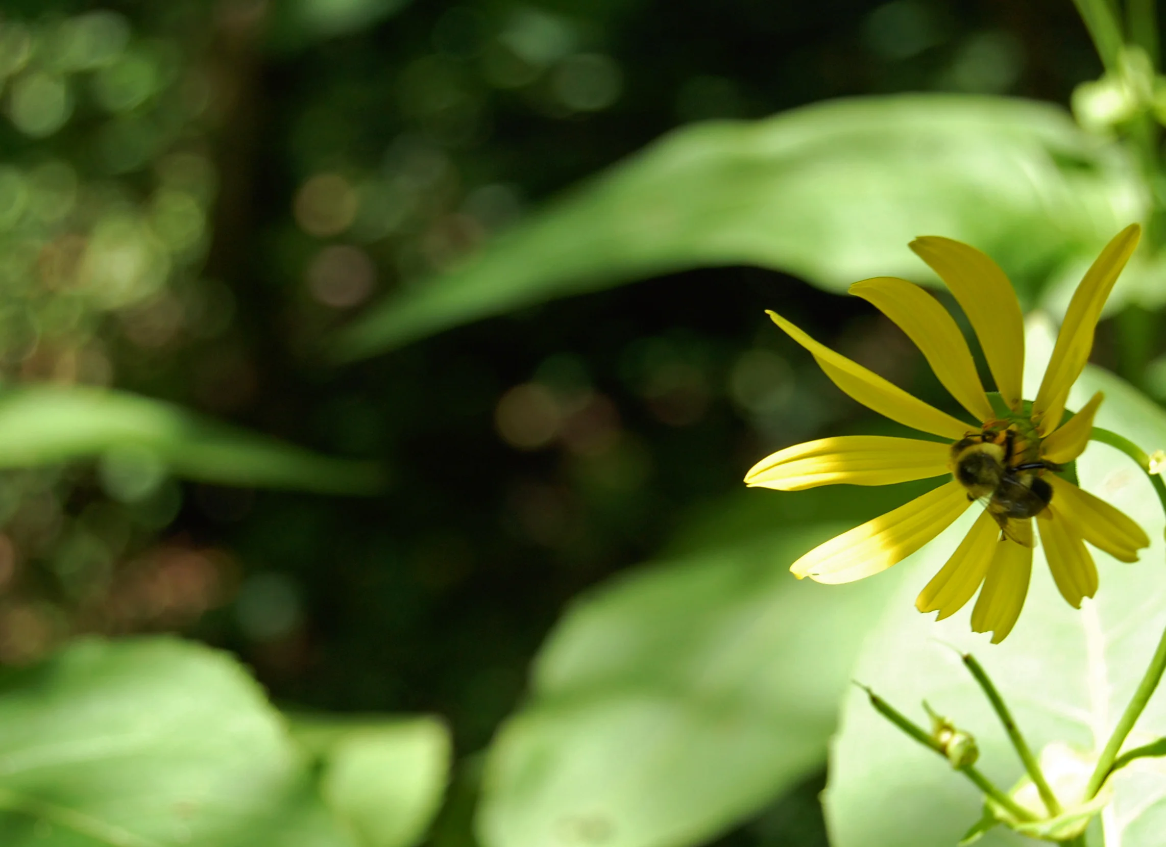 On the Doylestown Bike & Hike Trail near my office - yay for our friends the pollinators!
