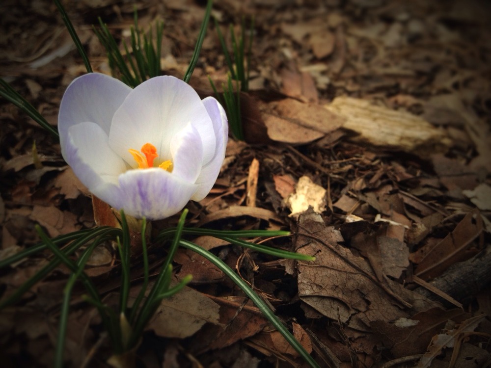 Arboretum Photo Walk - Mobile Pics - #Scio12