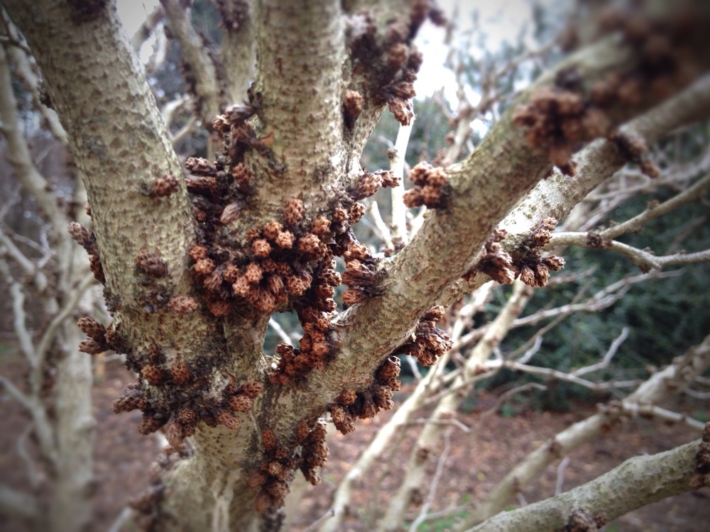 Arboretum Photo Walk - Mobile Pics - #Scio12