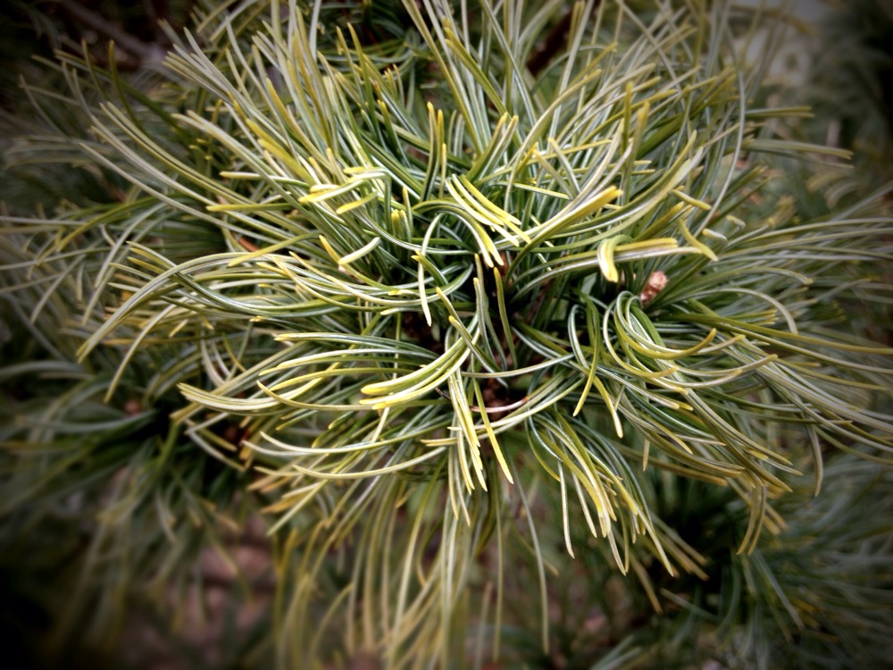 Arboretum Photo Walk - Mobile Pics - #Scio12