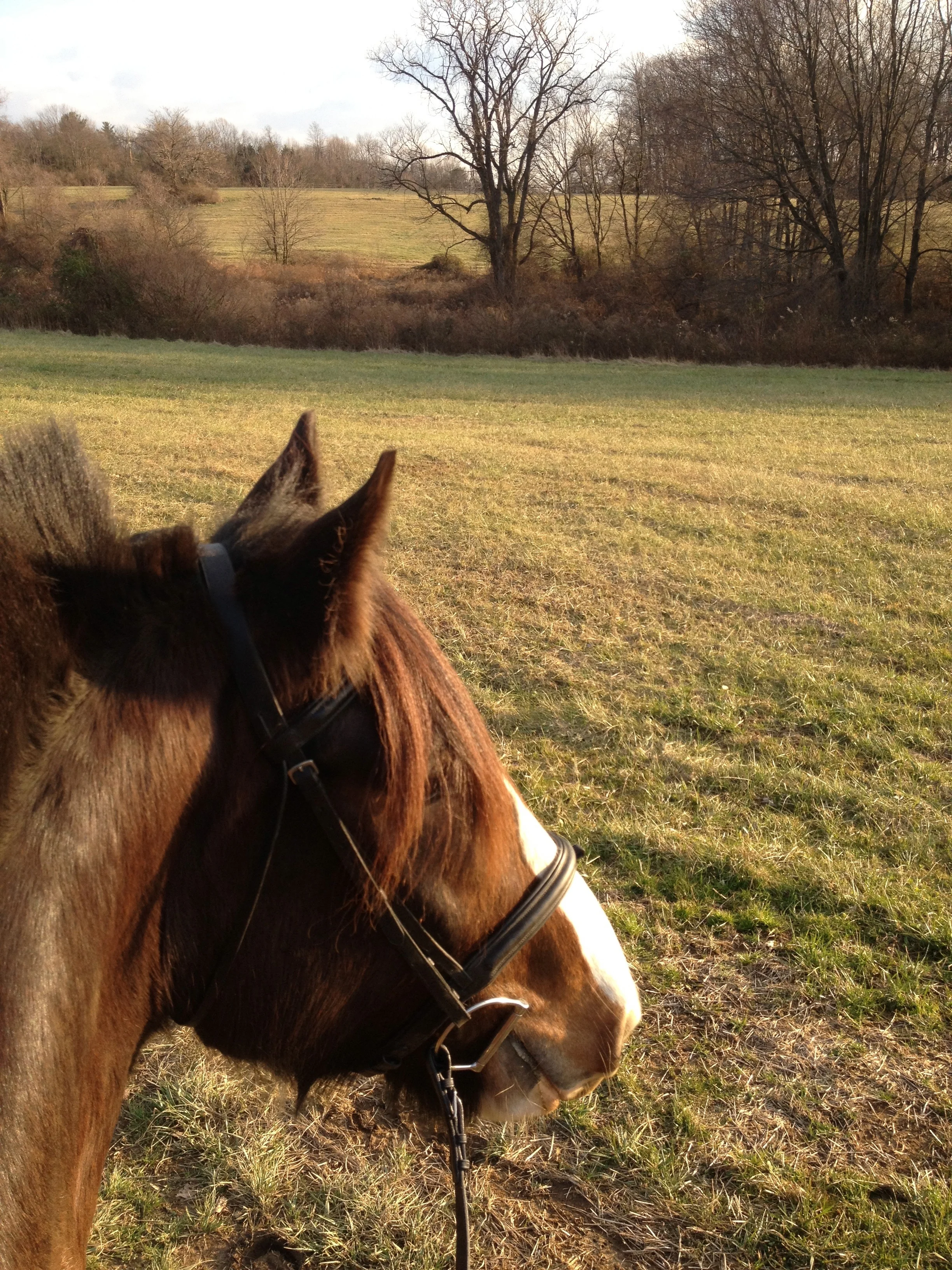 January can't get better than this - a perfect afternoon in Fair Hill