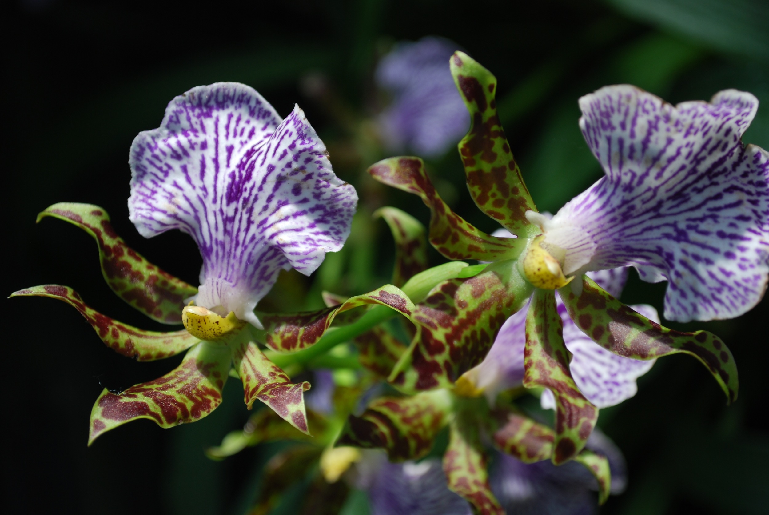 Longwood Gardens in bloom - Quick shots, November 2011