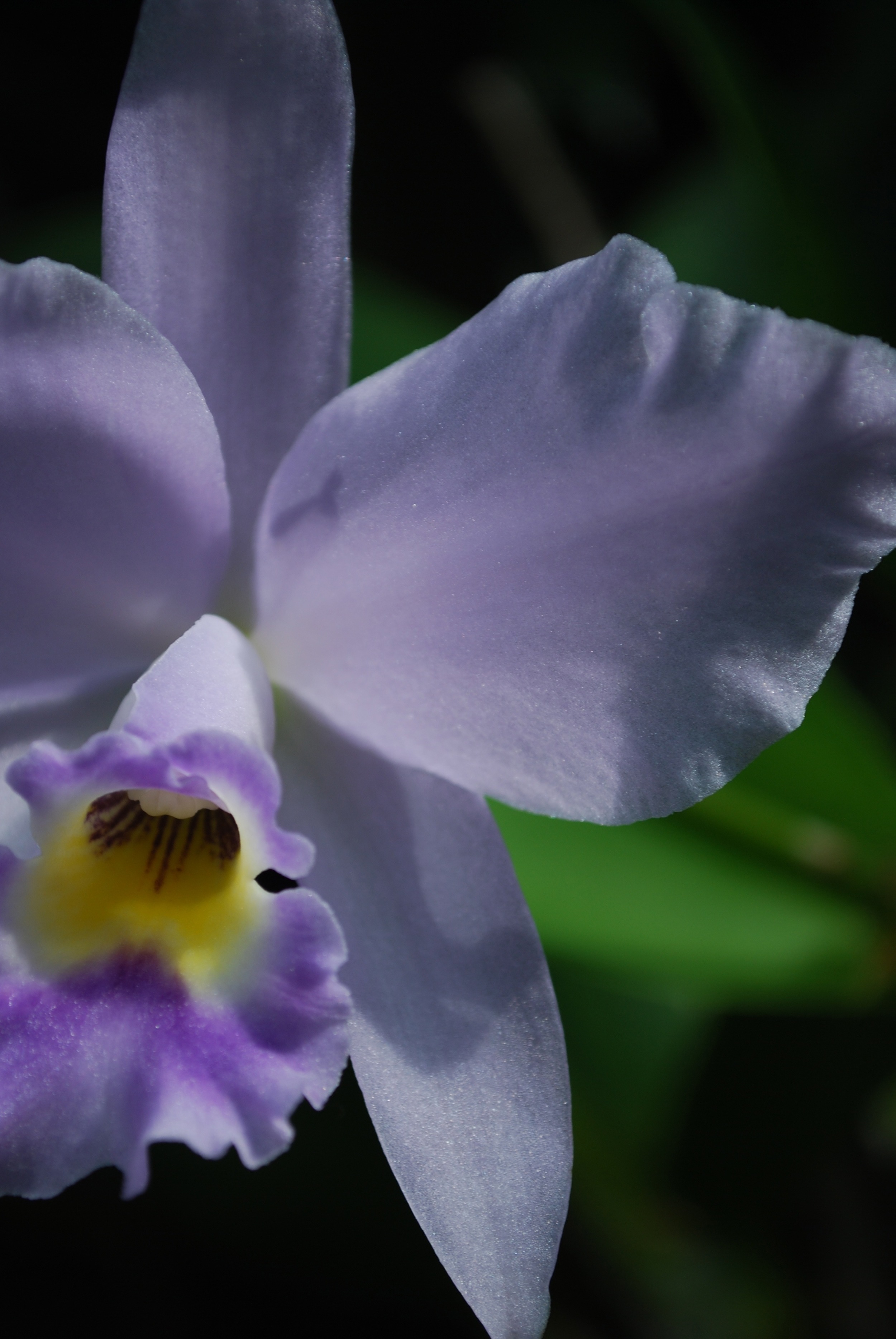 Longwood Gardens in bloom - Quick shots, November 2011