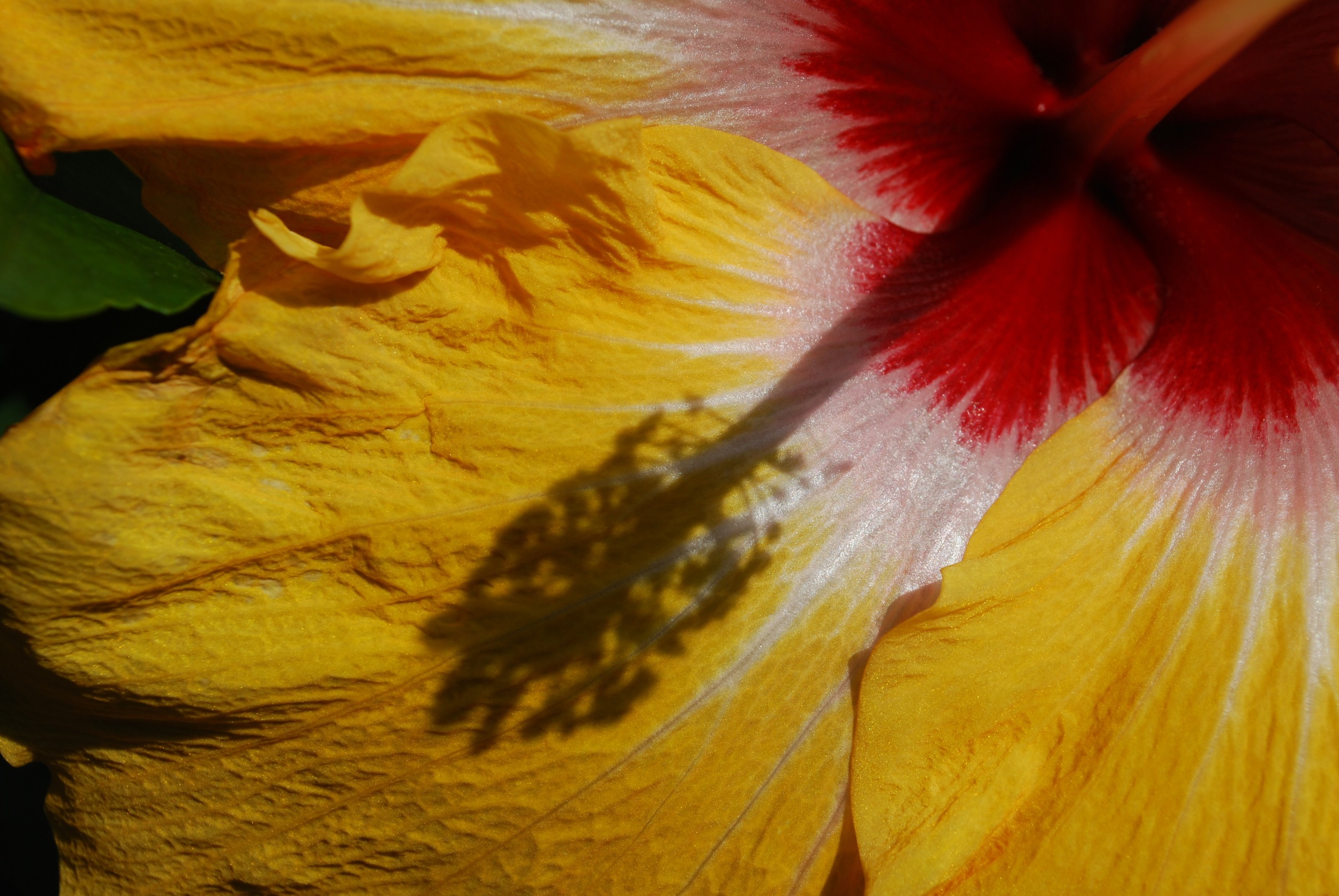 Longwood Gardens in bloom - Quick shots, November 2011