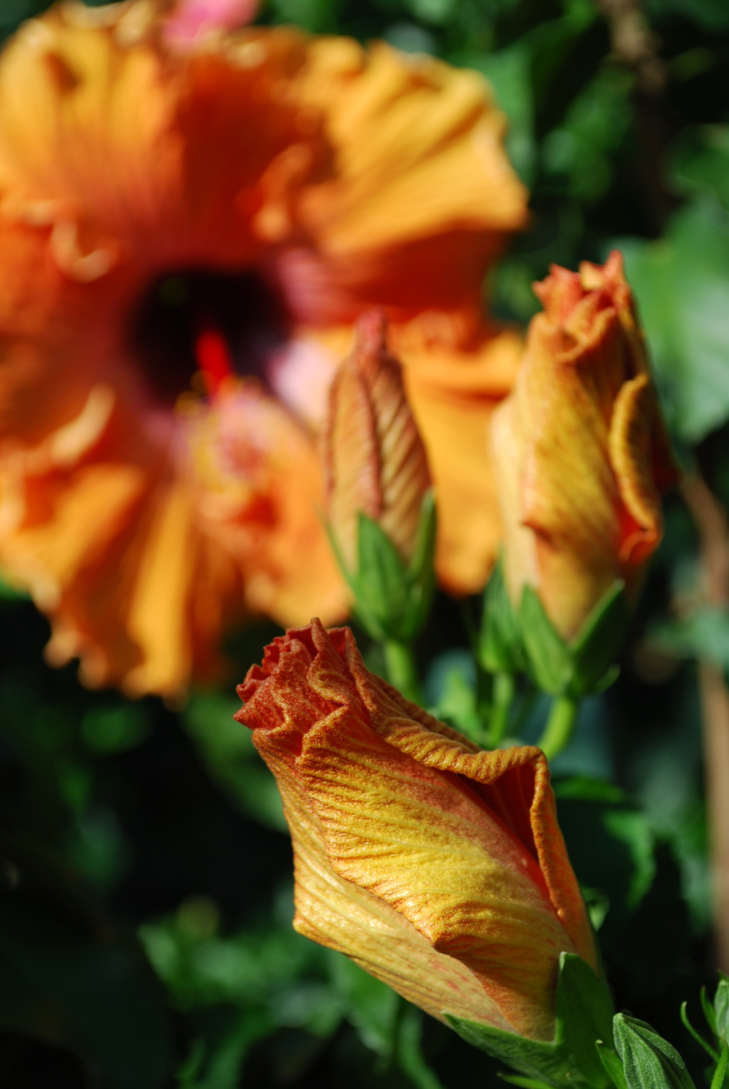 Longwood Gardens in bloom - Quick shots, November 2011