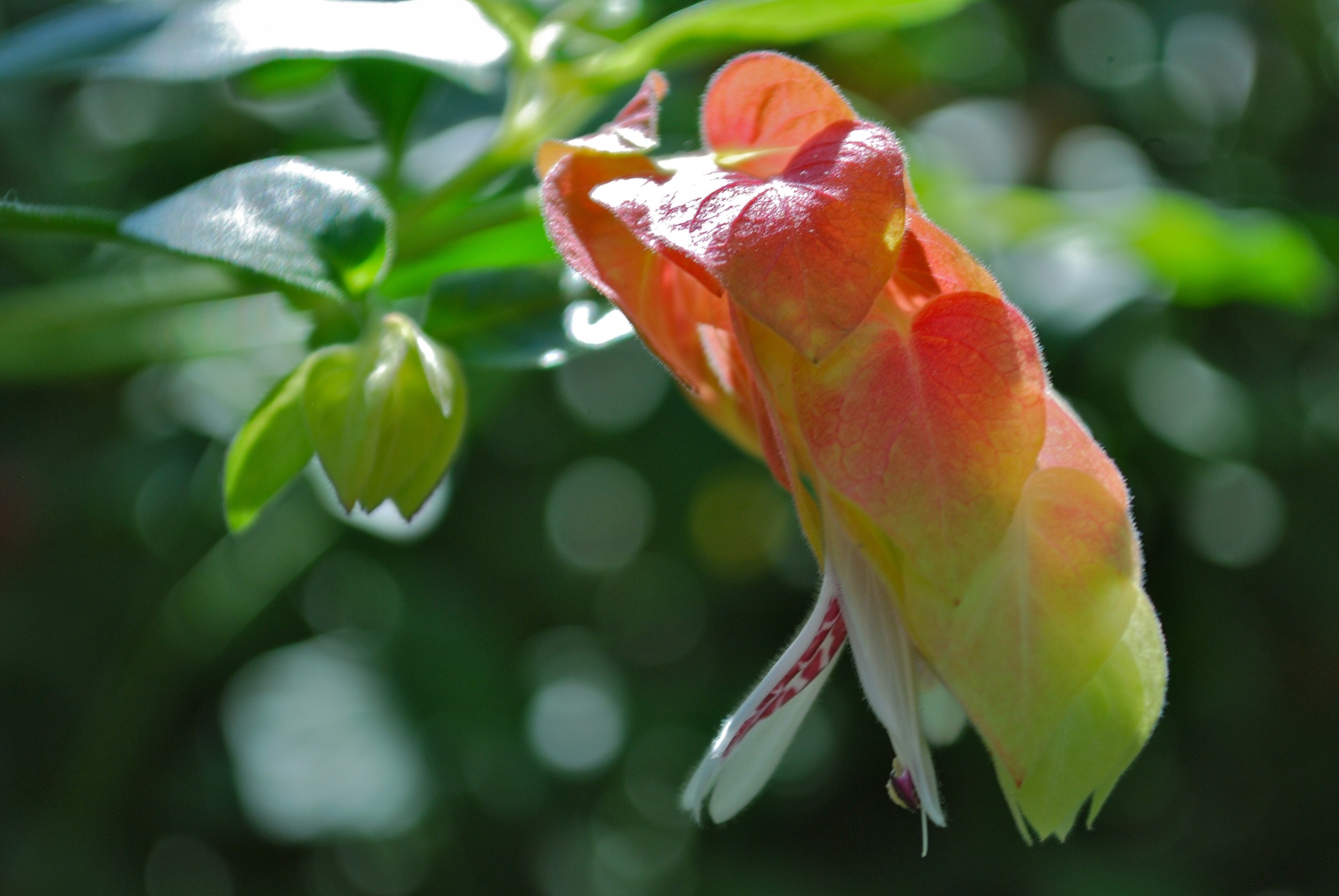 Longwood Gardens in bloom - Quick shots, November 2011