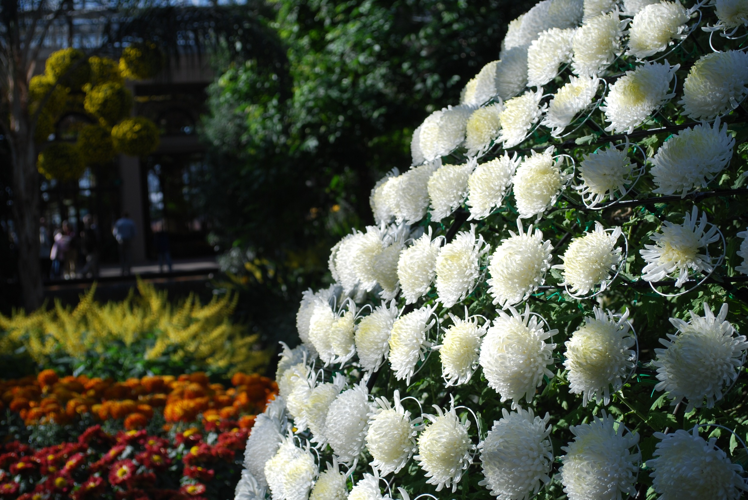 Chrysanthemum Festival - Longwood Gardens