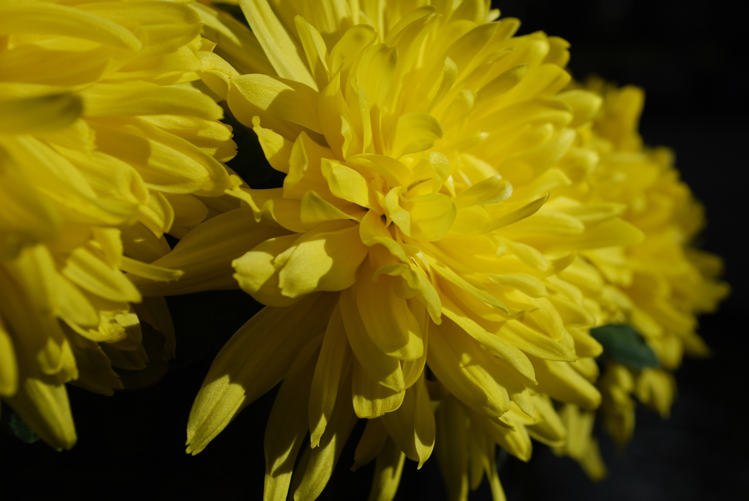 Chrysanthemum Festival - Longwood Gardens