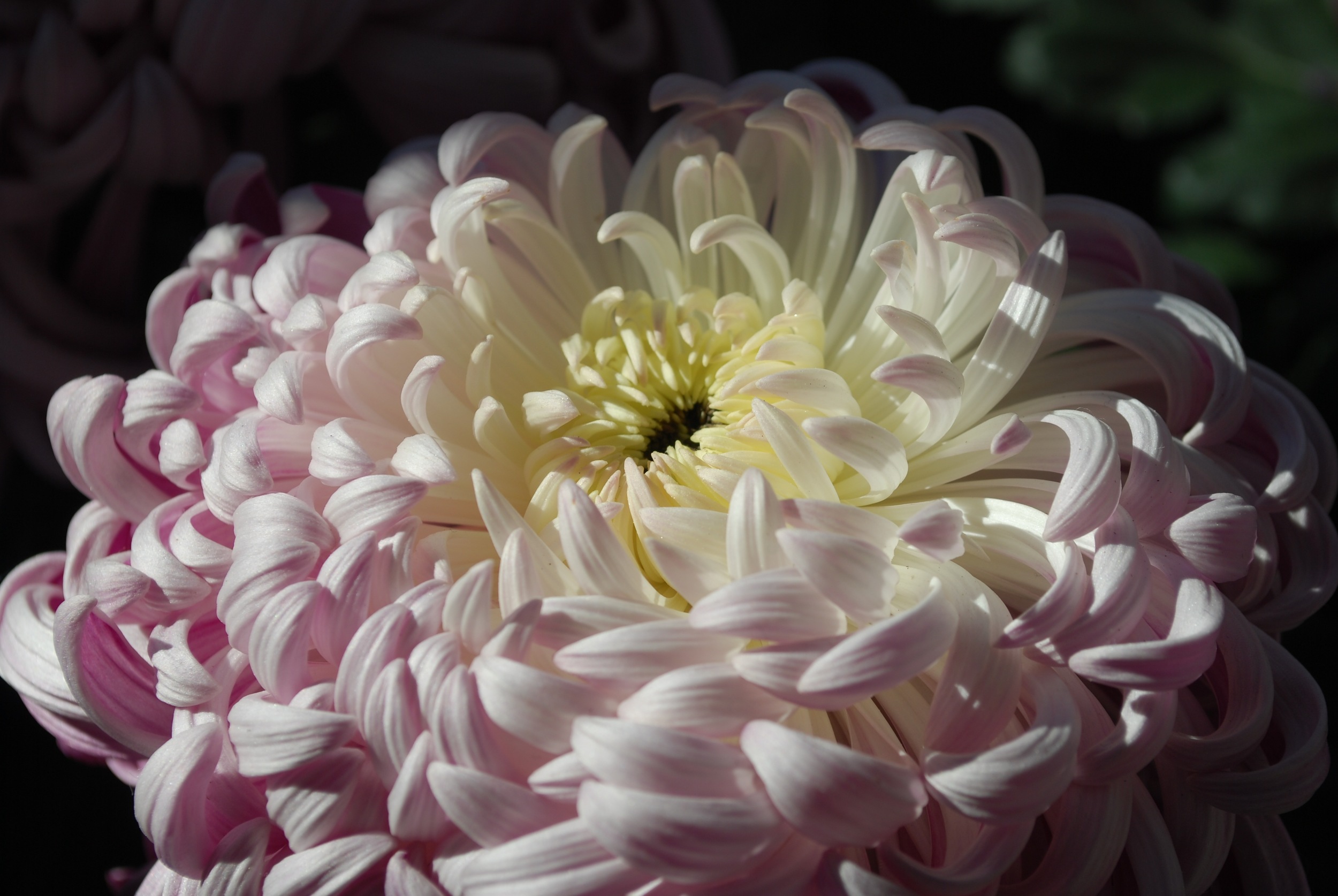 Chrysanthemum Festival - Longwood Gardens