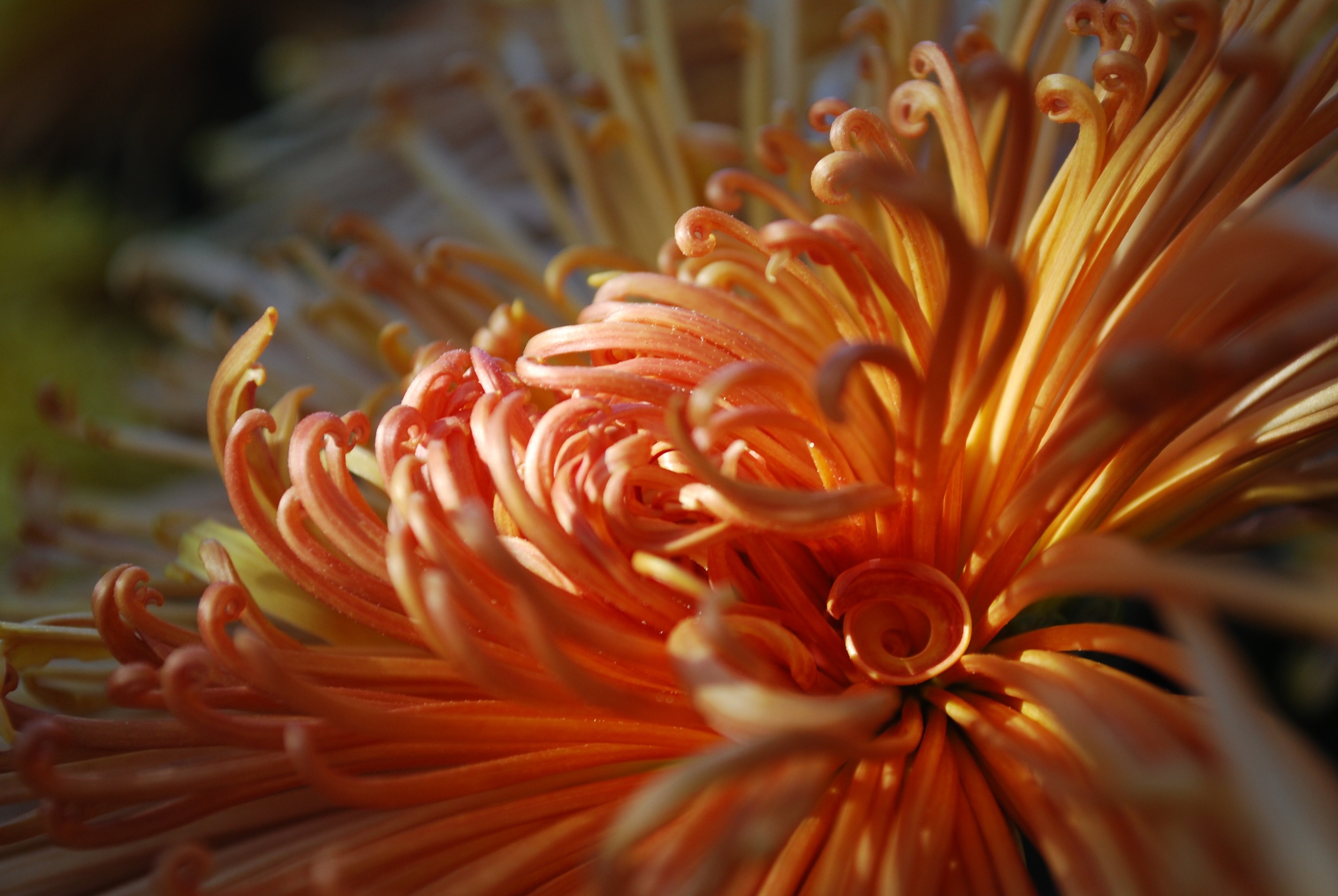 Chrysanthemum Festival - Longwood Gardens