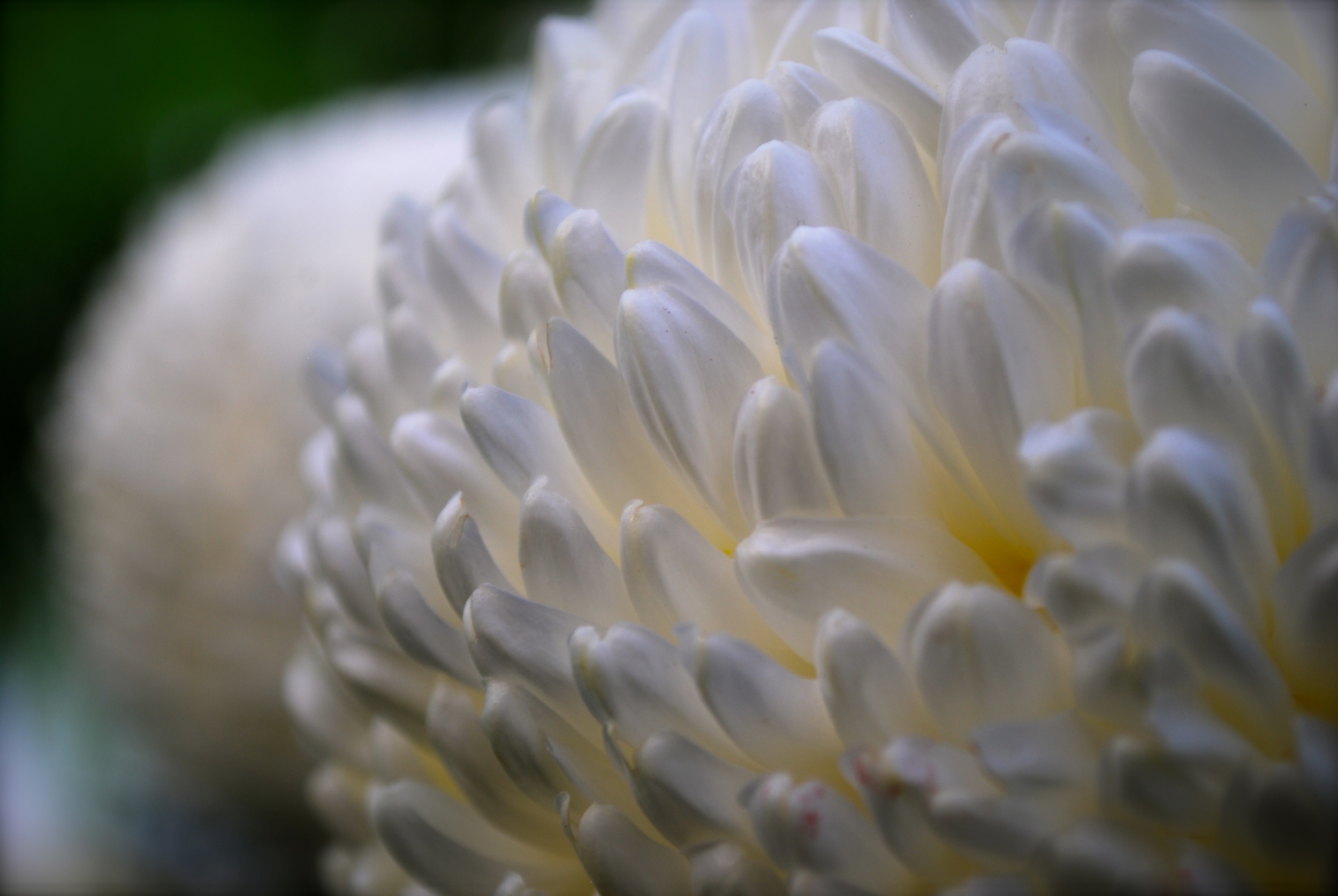 Chrysanthemum Festival - Longwood Gardens