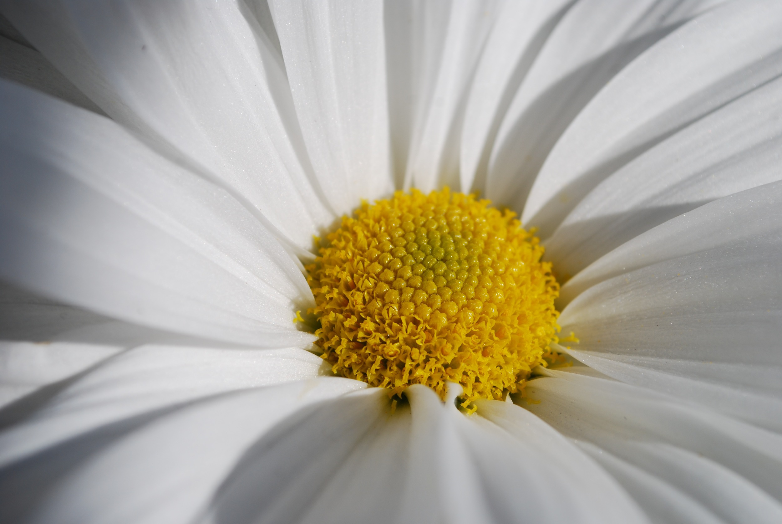 Chrysanthemum Festival - Longwood Gardens