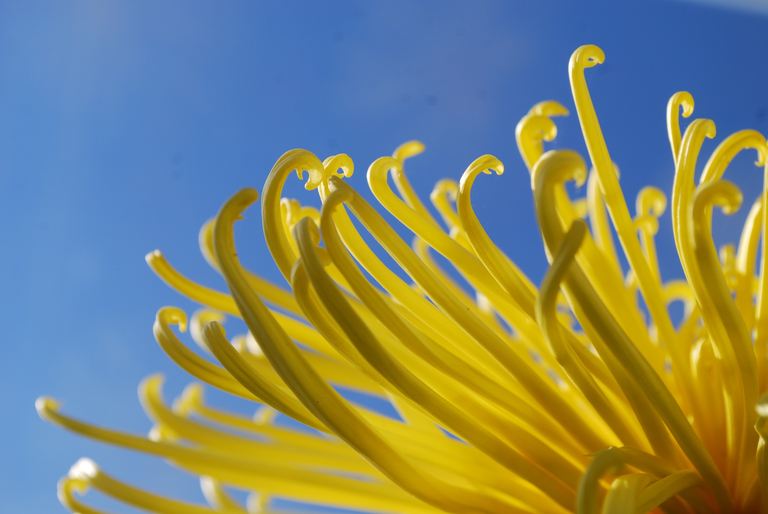 Chrysanthemum Festival - Longwood Gardens