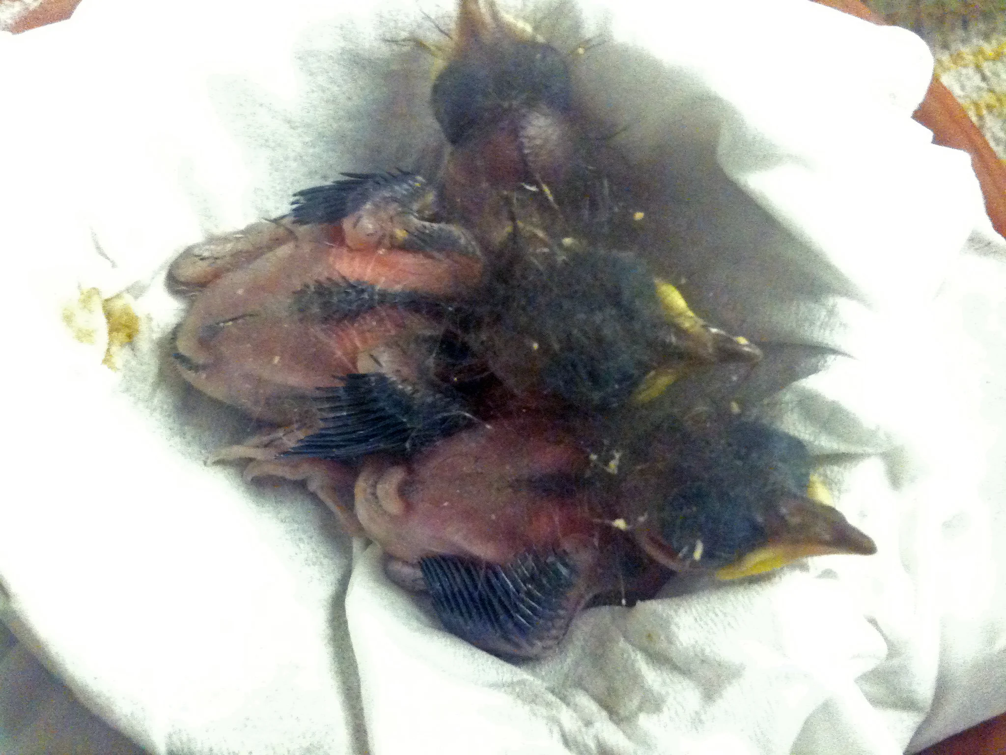 Itty Bitty Teeny Tiny Wildlife Rehab