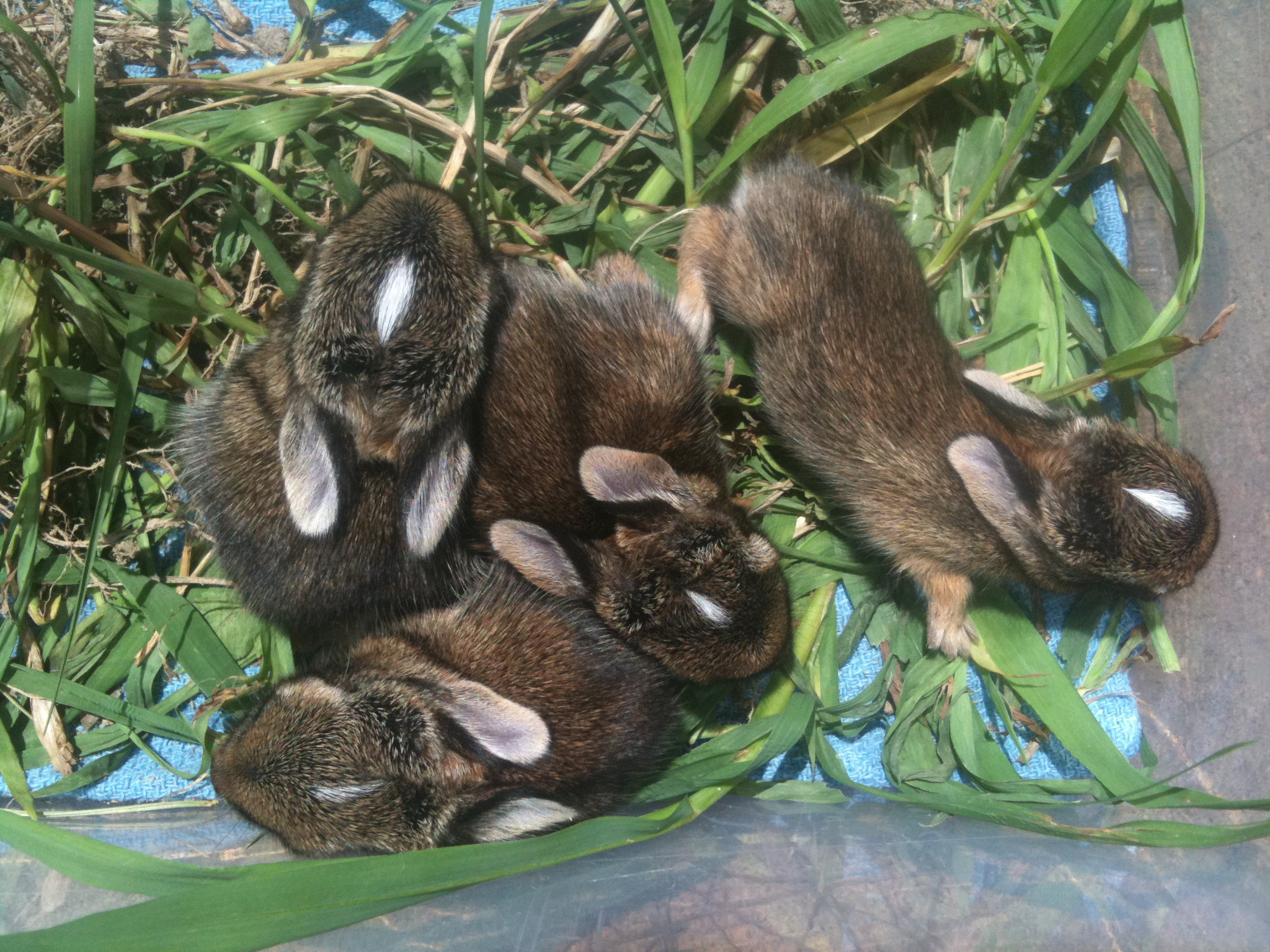 Itty Bitty Teeny Tiny Wildlife Rehab