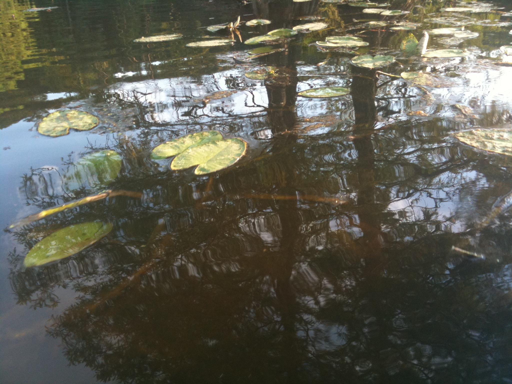 Along the Water Trail - Paddling Trap Pond