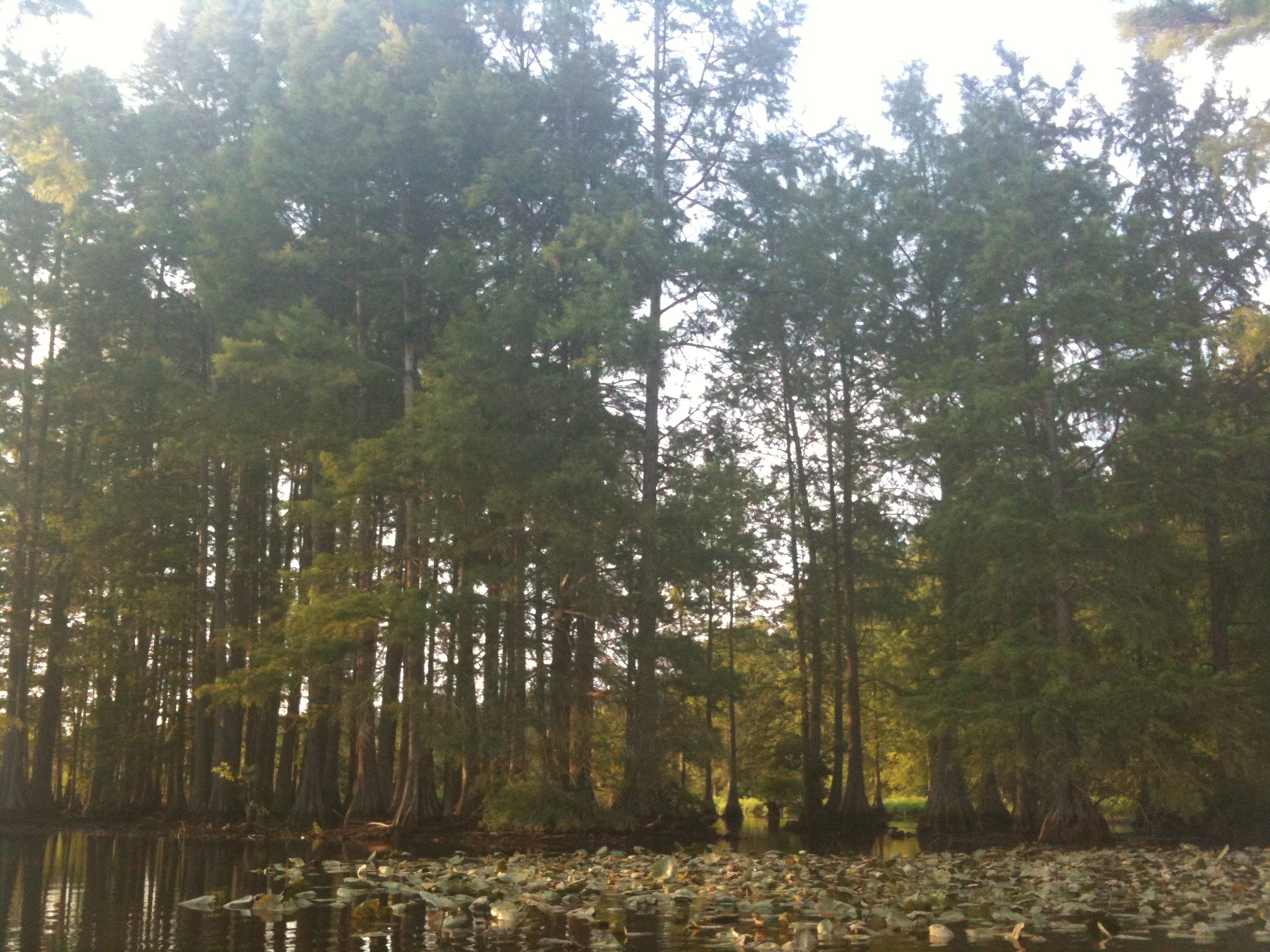 Along the Water Trail - Paddling Trap Pond