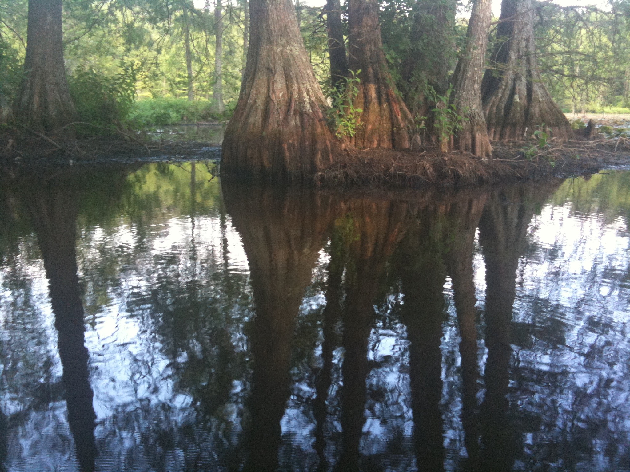 Along the Water Trail - Paddling Trap Pond