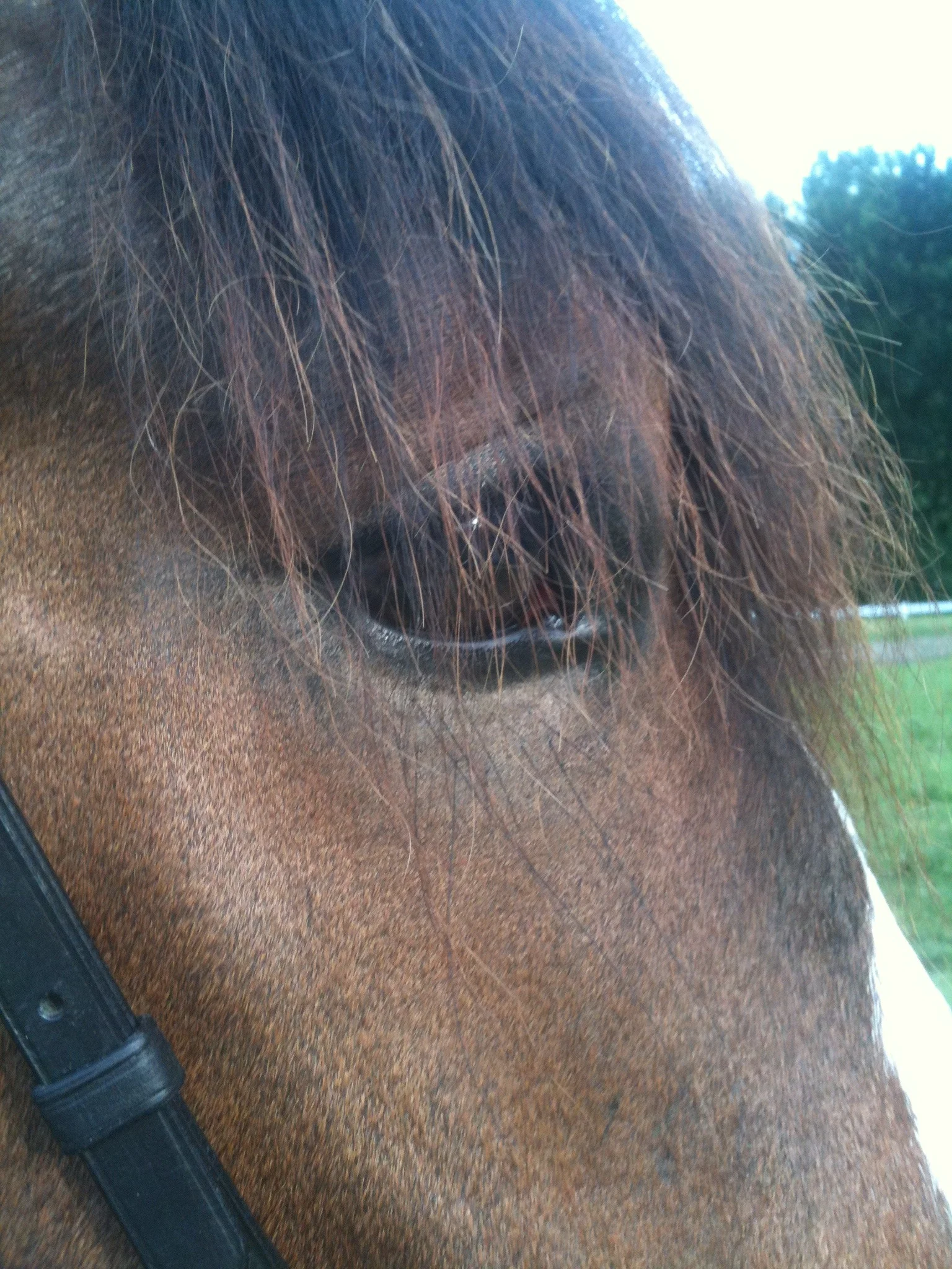 I've loved every horse that's been a part of my life, but I've got to say, our Big Pony is one of the sweetest, most gentle horses I've known. Wish someone had clued me about draft horses sooner - they rule :)