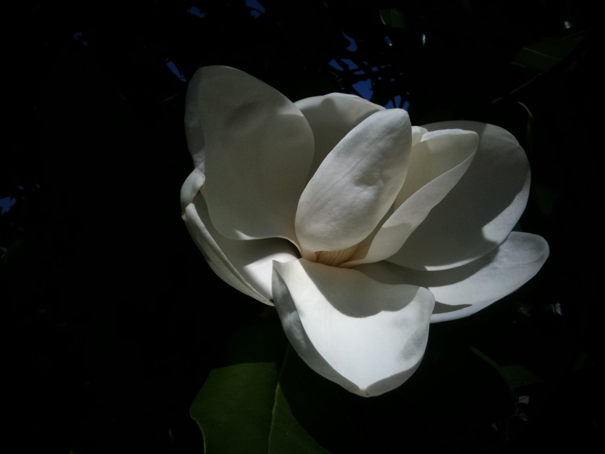 June bloom - Sweet magnolia on campus