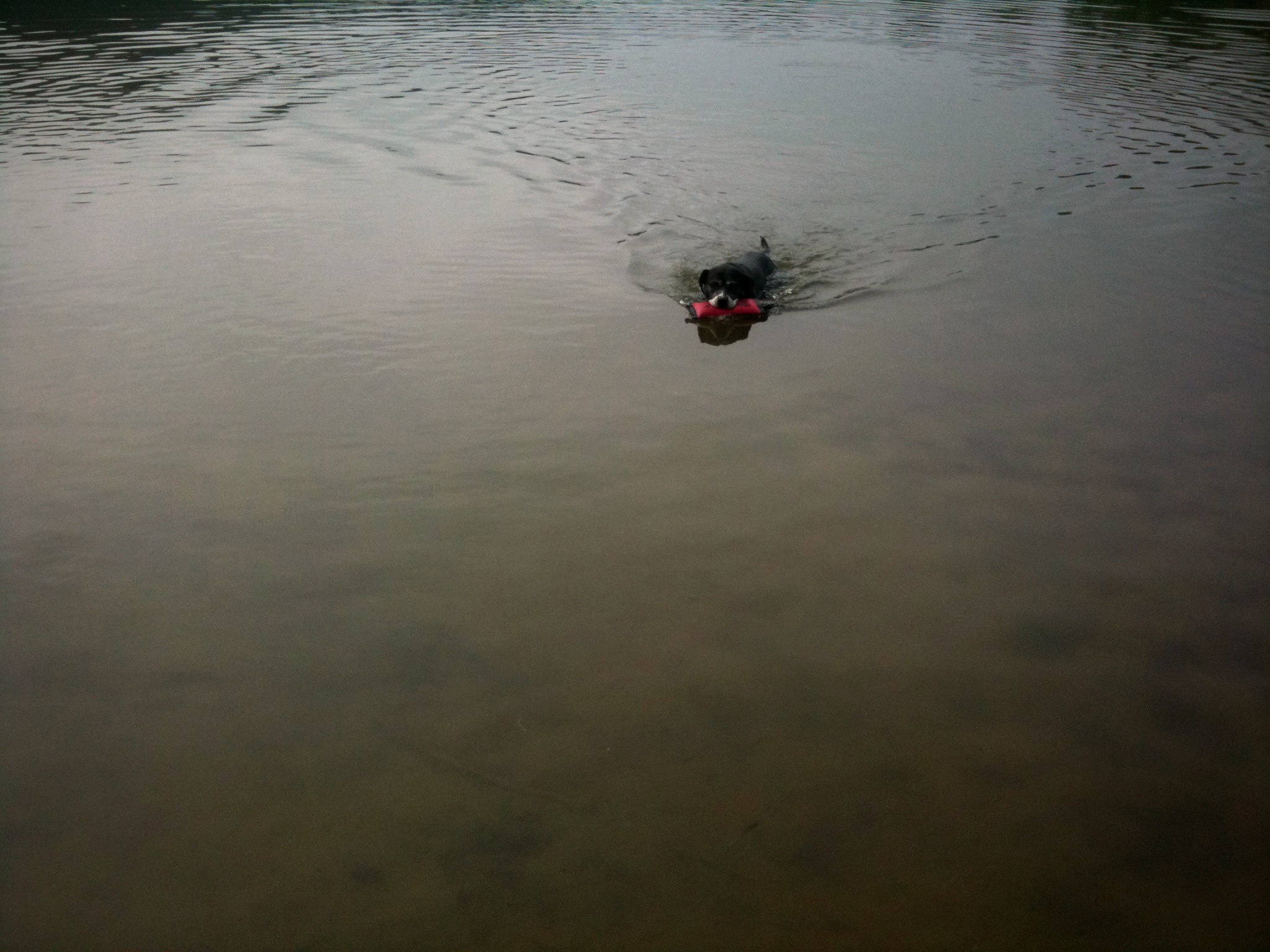 During the Dog Days of summer, the dogs go swimming  