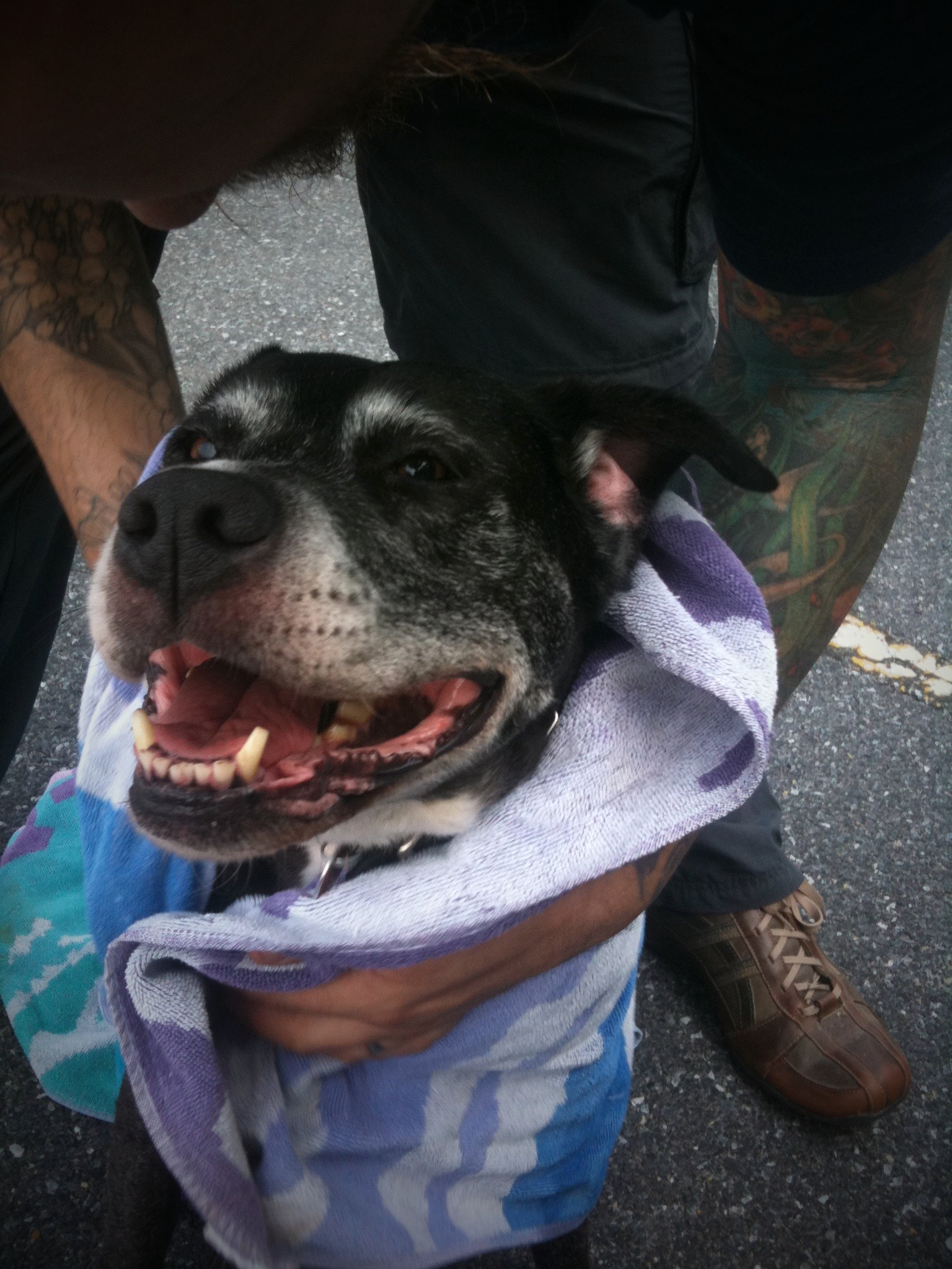 During the Dog Days of summer, the dogs go swimming  