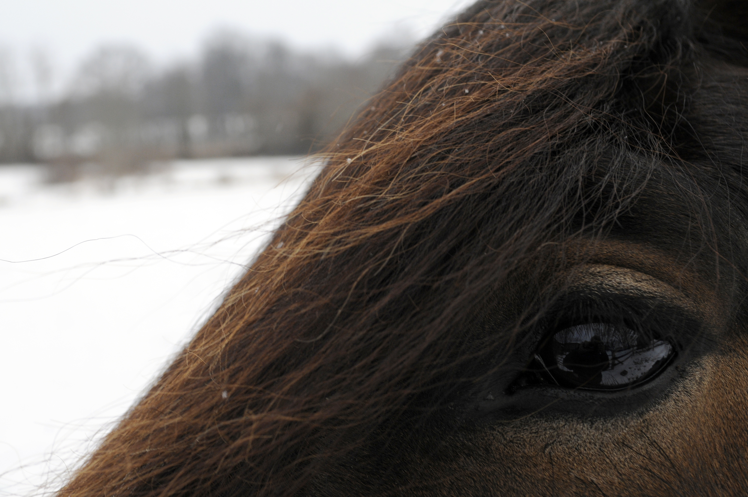 Snow Pony - 8 Jan 2011