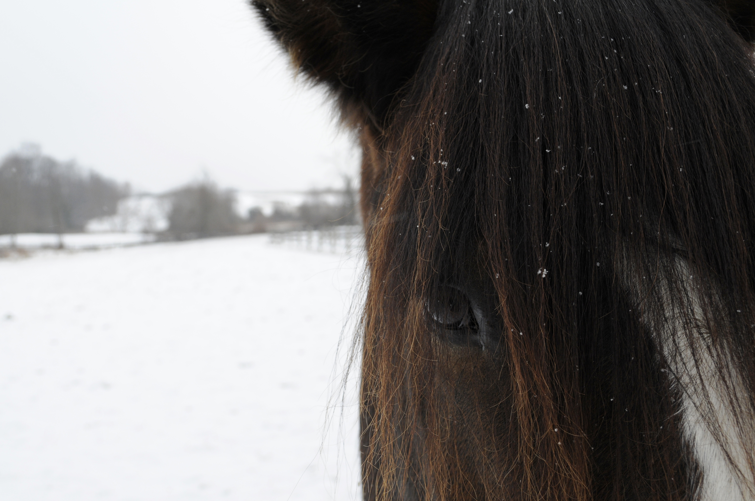 Snow Pony - 8 Jan 2011