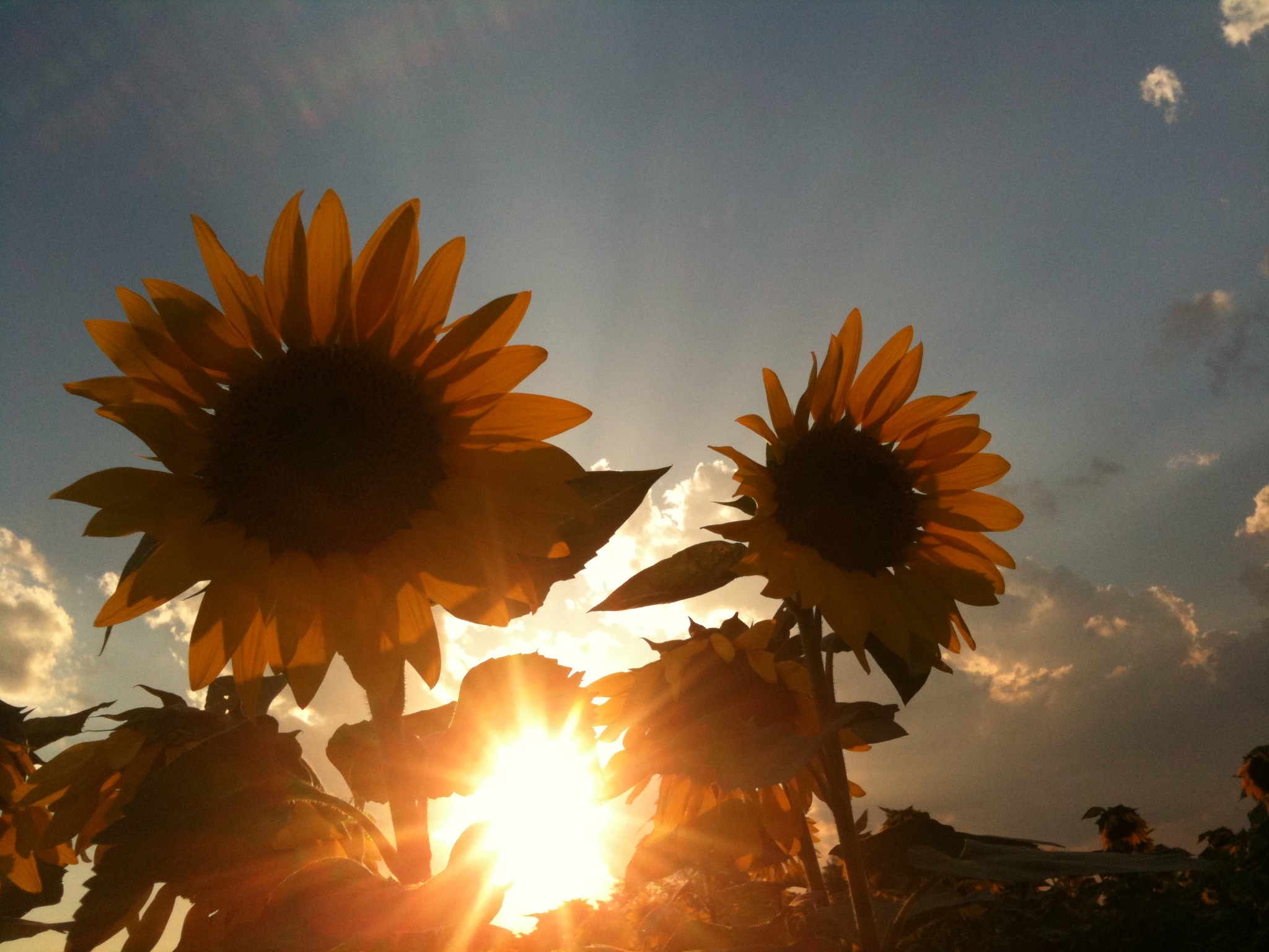 Longwood Sunflowers - Mobile Photos