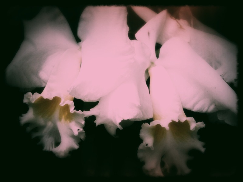 Longwood Orchids - Mobile Photos