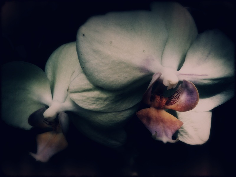 Longwood Orchids - Mobile Photos