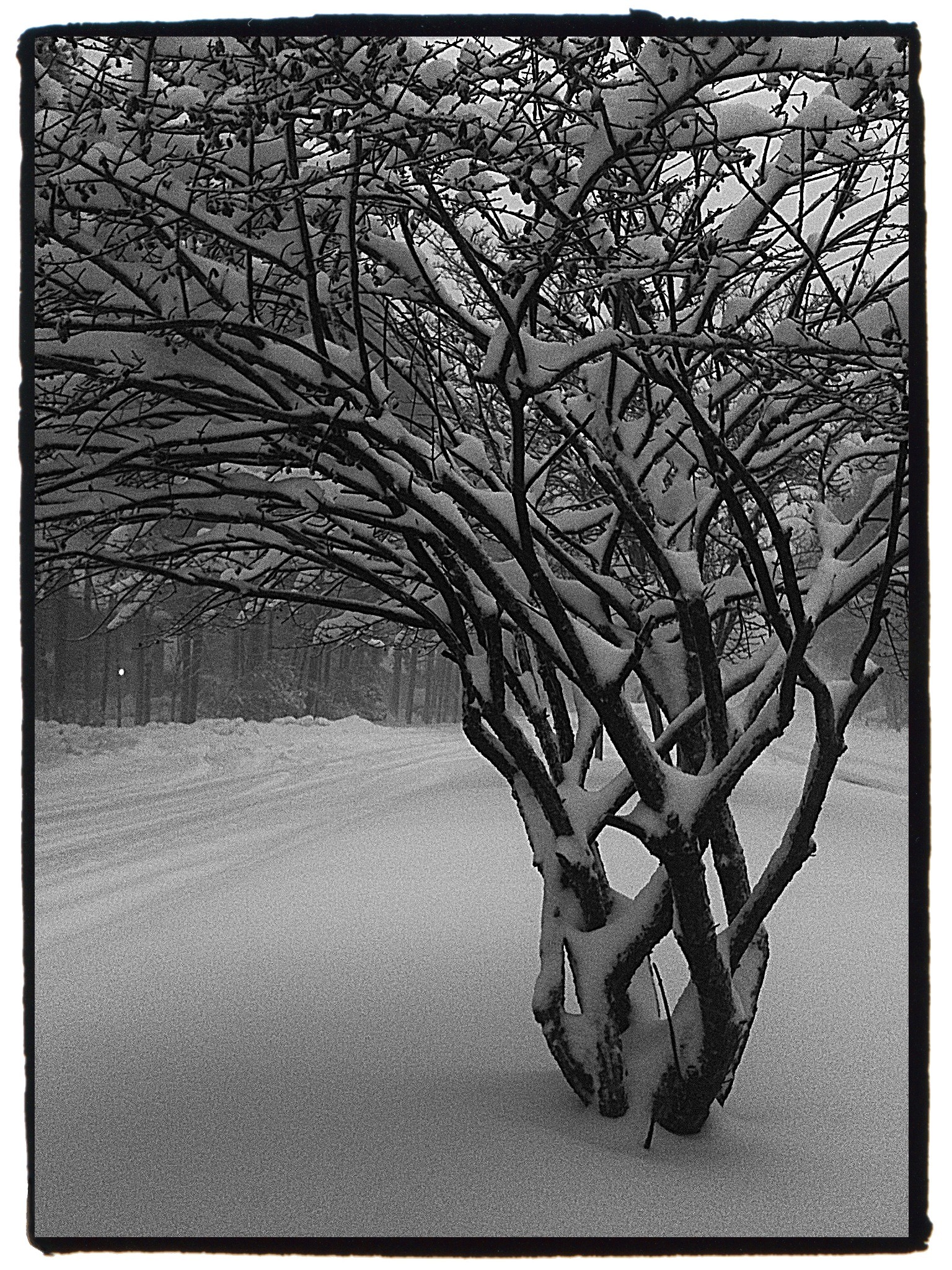 Feb 2010 Snow - Mobile photos