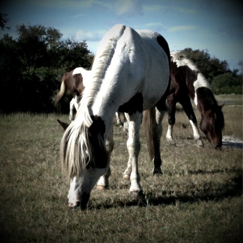 Scenes from Assateague