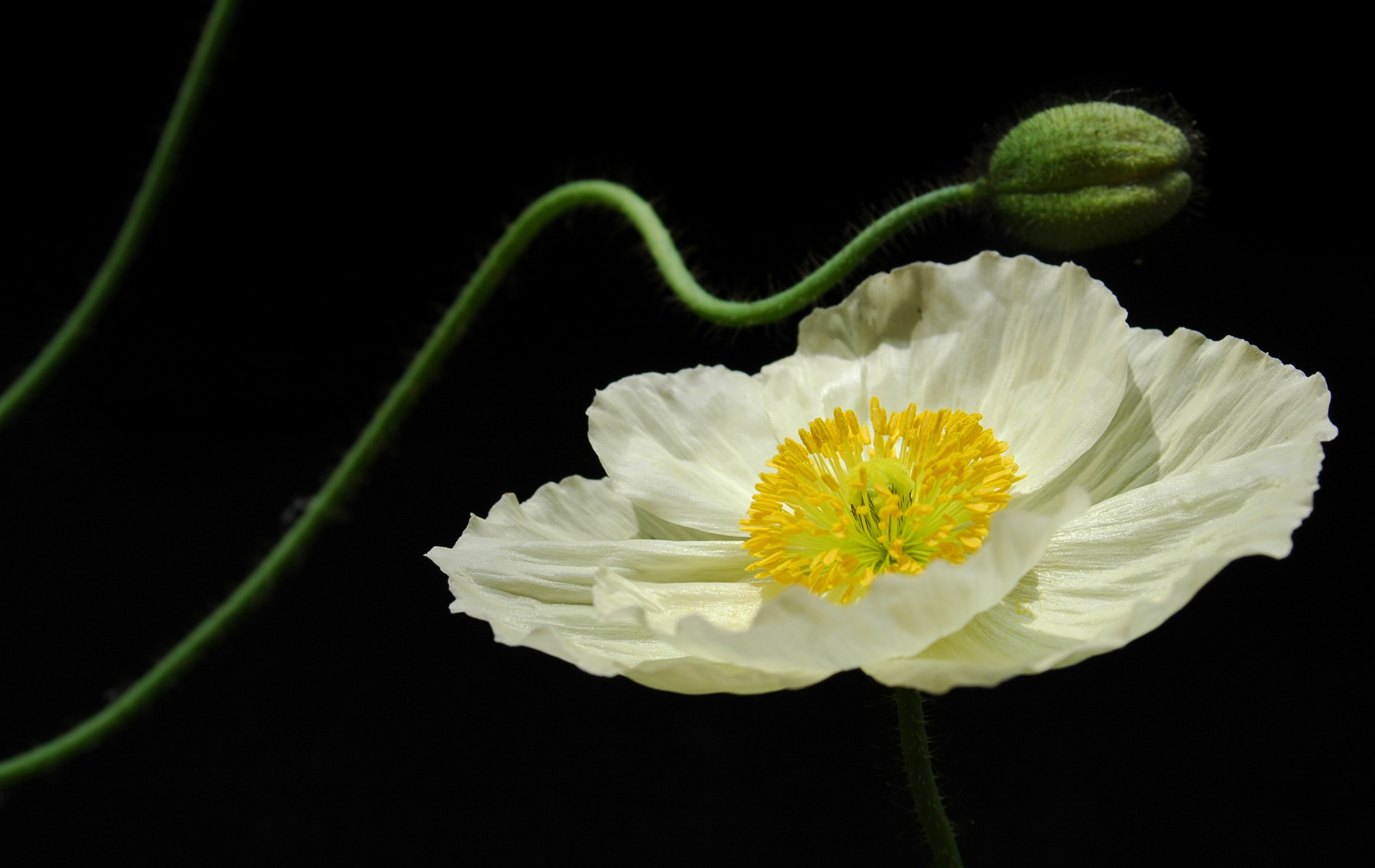 In Bloom: Icelandic Poppy