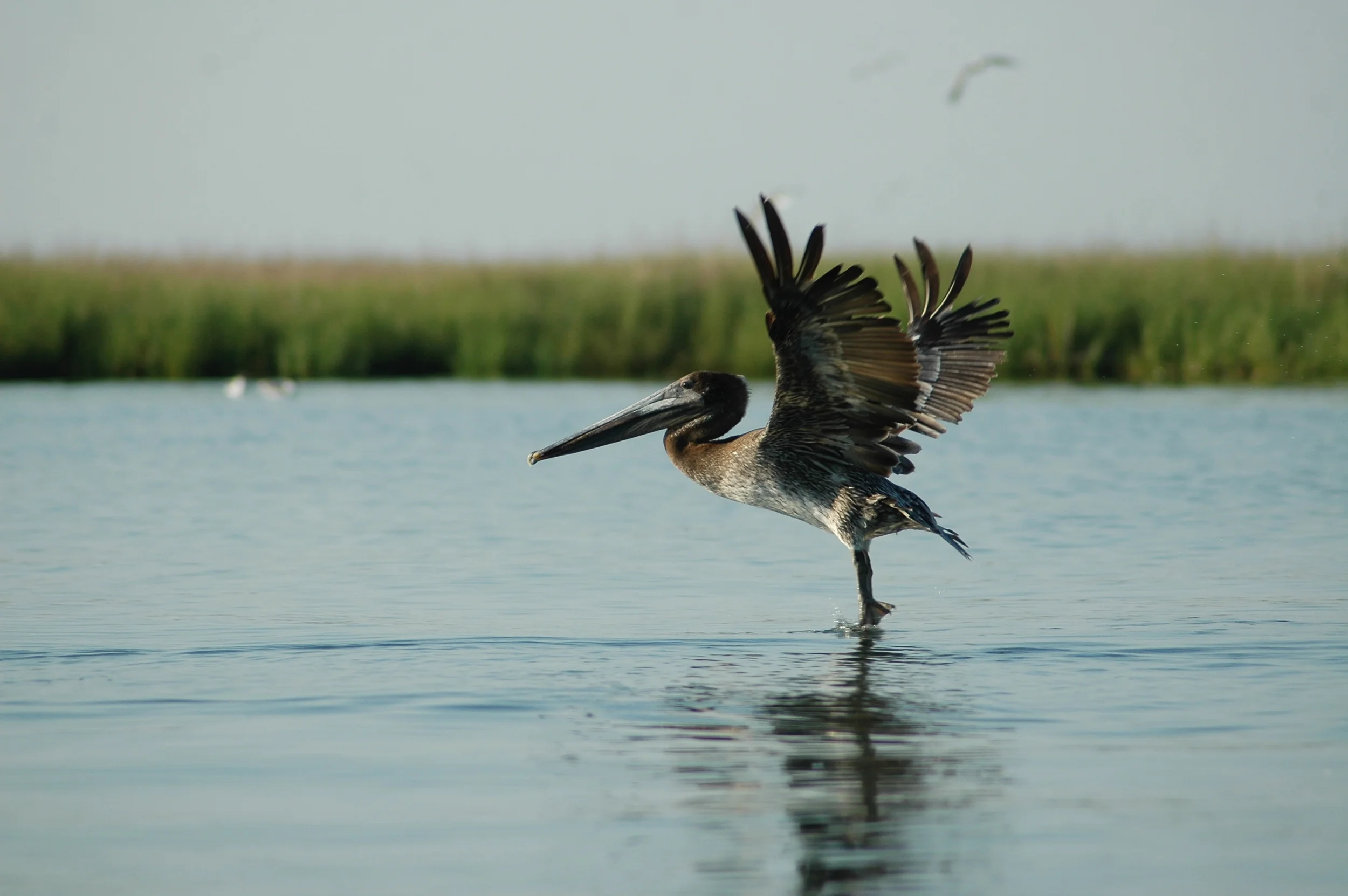On Delmarva: Brown Pelican taking flight
