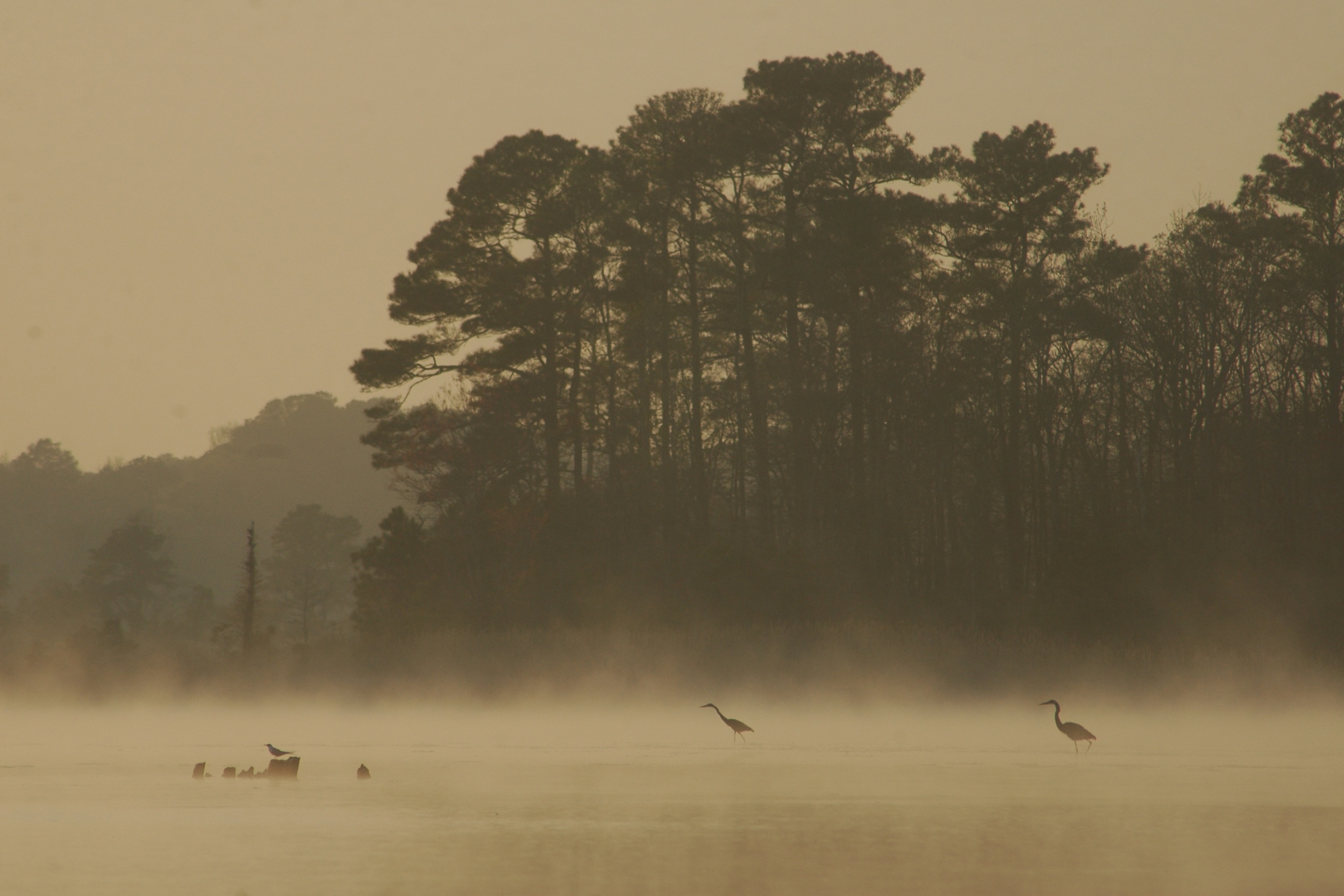 On Delmarva: Herons in the fog