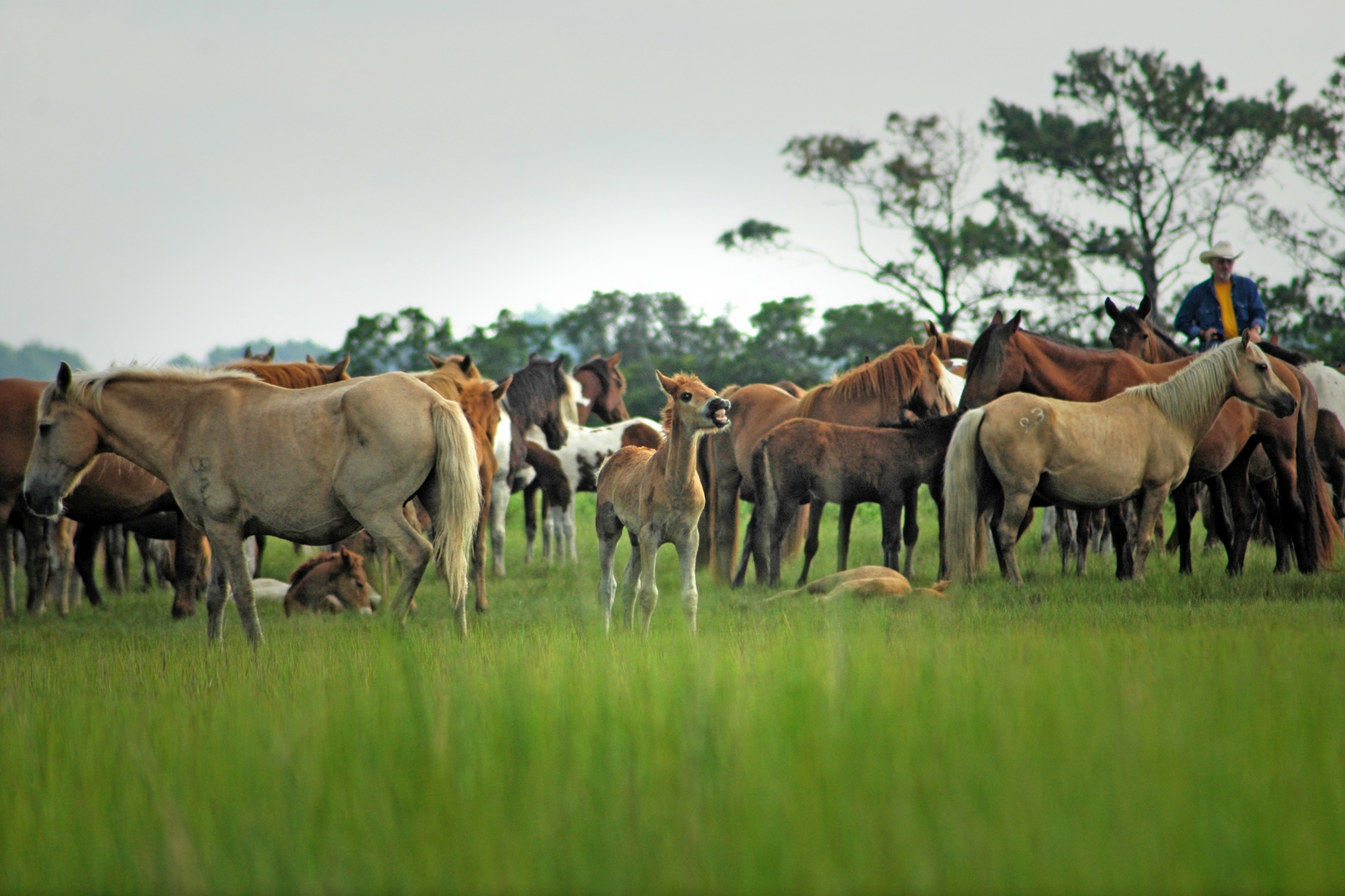 Events: Chincoteague Pony Penning