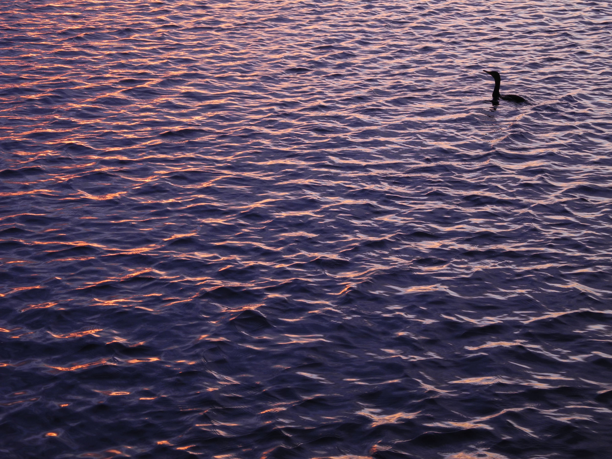 Travel: Nantucket Cormorant at sunrise