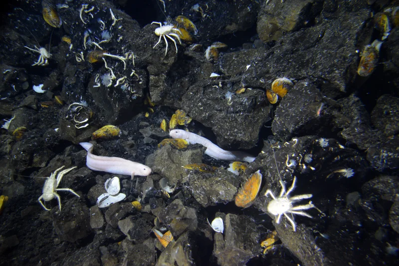 A porthole view on the sea floor.