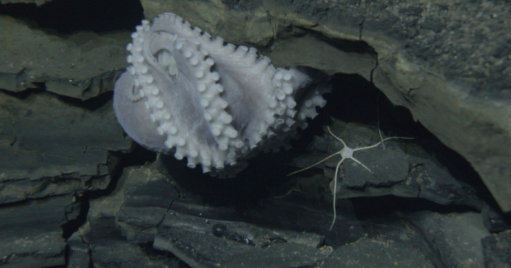 All I wanted to see down there was an octopus ... wish granted!