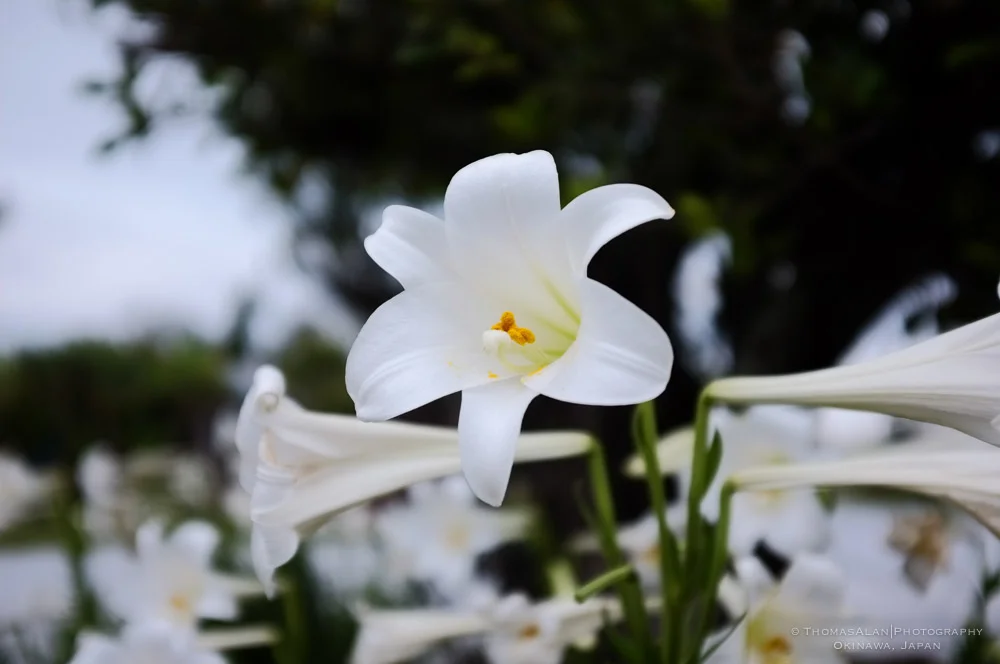 Lilies blooming in Okinawa, Japan. - Fuji x100.