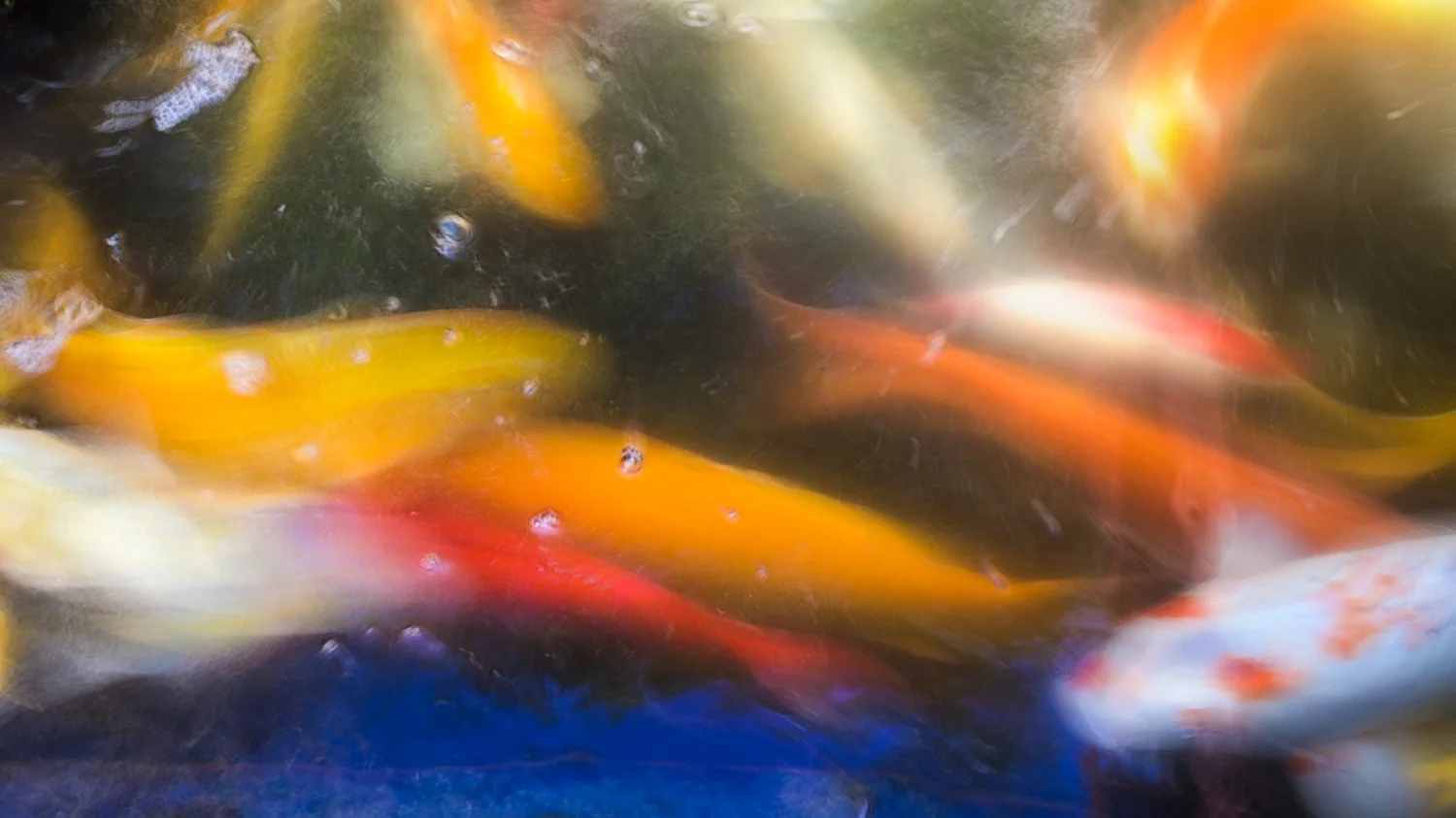 Koi Fish Art with the iPhone 6 Plus